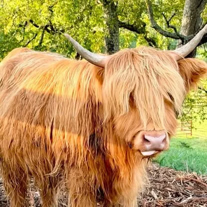 A highland cow that is located at the Homeplace restaurant. These cows can be fed for $2 per cup.