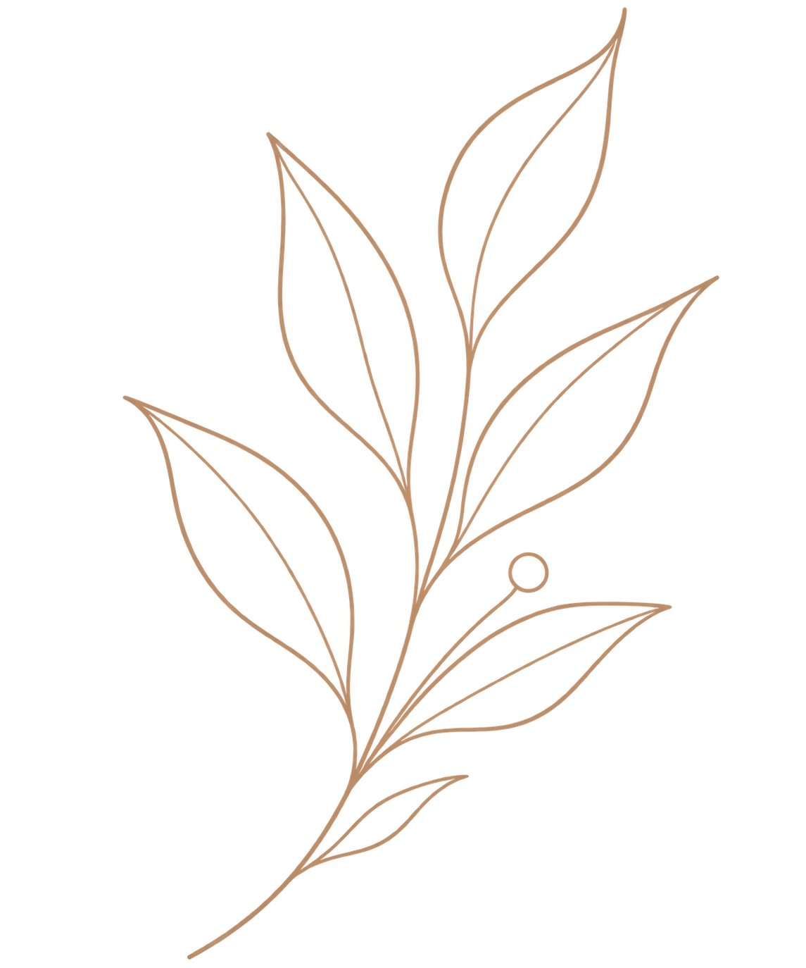 Line drawing of a leafy branch with multiple elongated leaves.