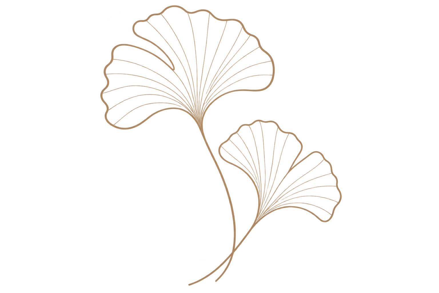 Outline of two ginkgo leaves in beige on a black background.