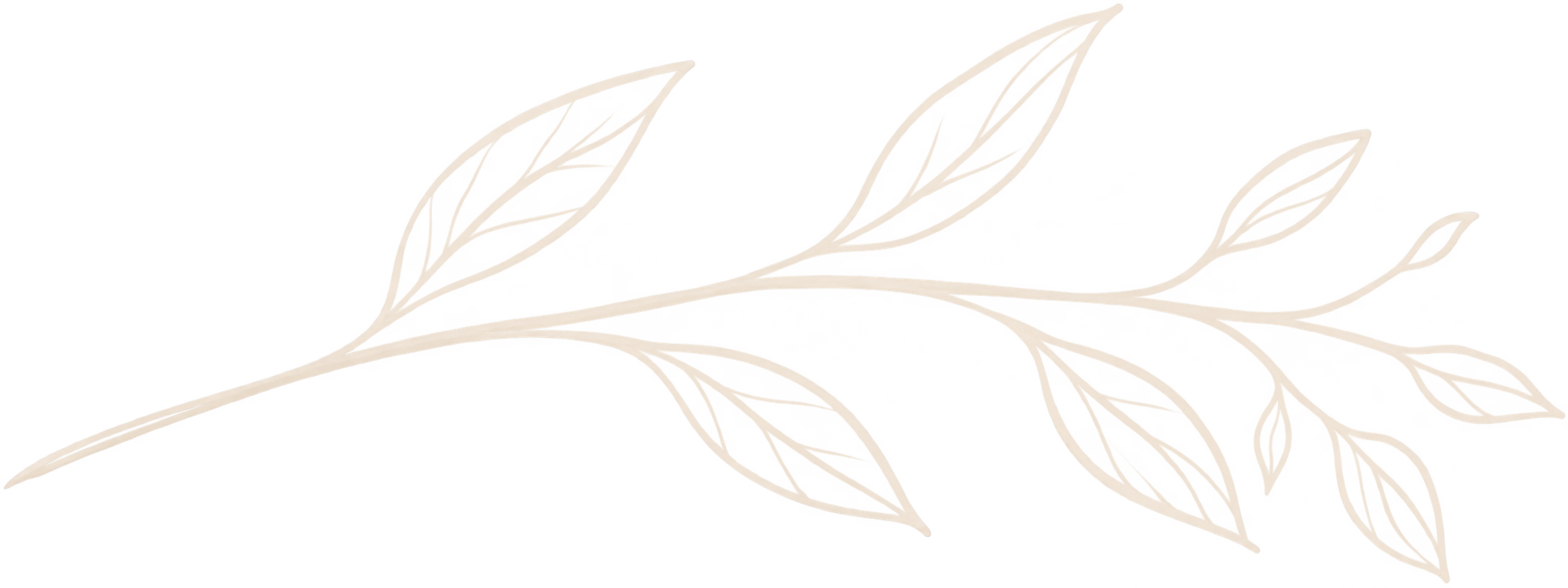 Decorative cream-colored flower with multiple elongated petals on a plain background.