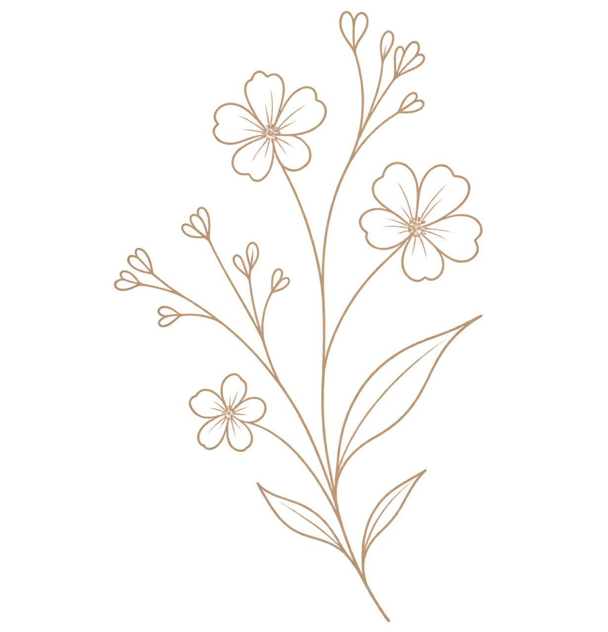 Illustration of a flowering plant with multiple blossoms and slender leaves.