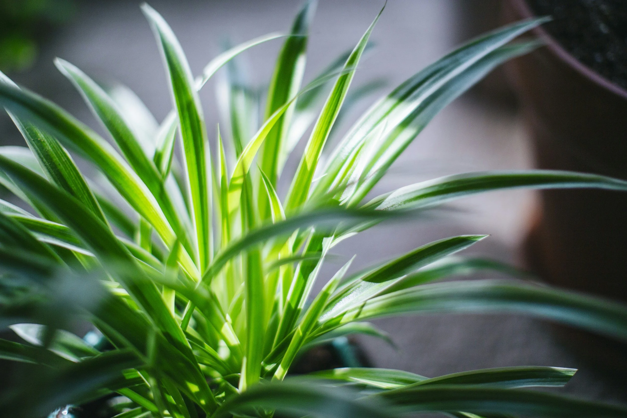 Close-up of green tropical plant leaves with variegated white stripes in natural indoor light.