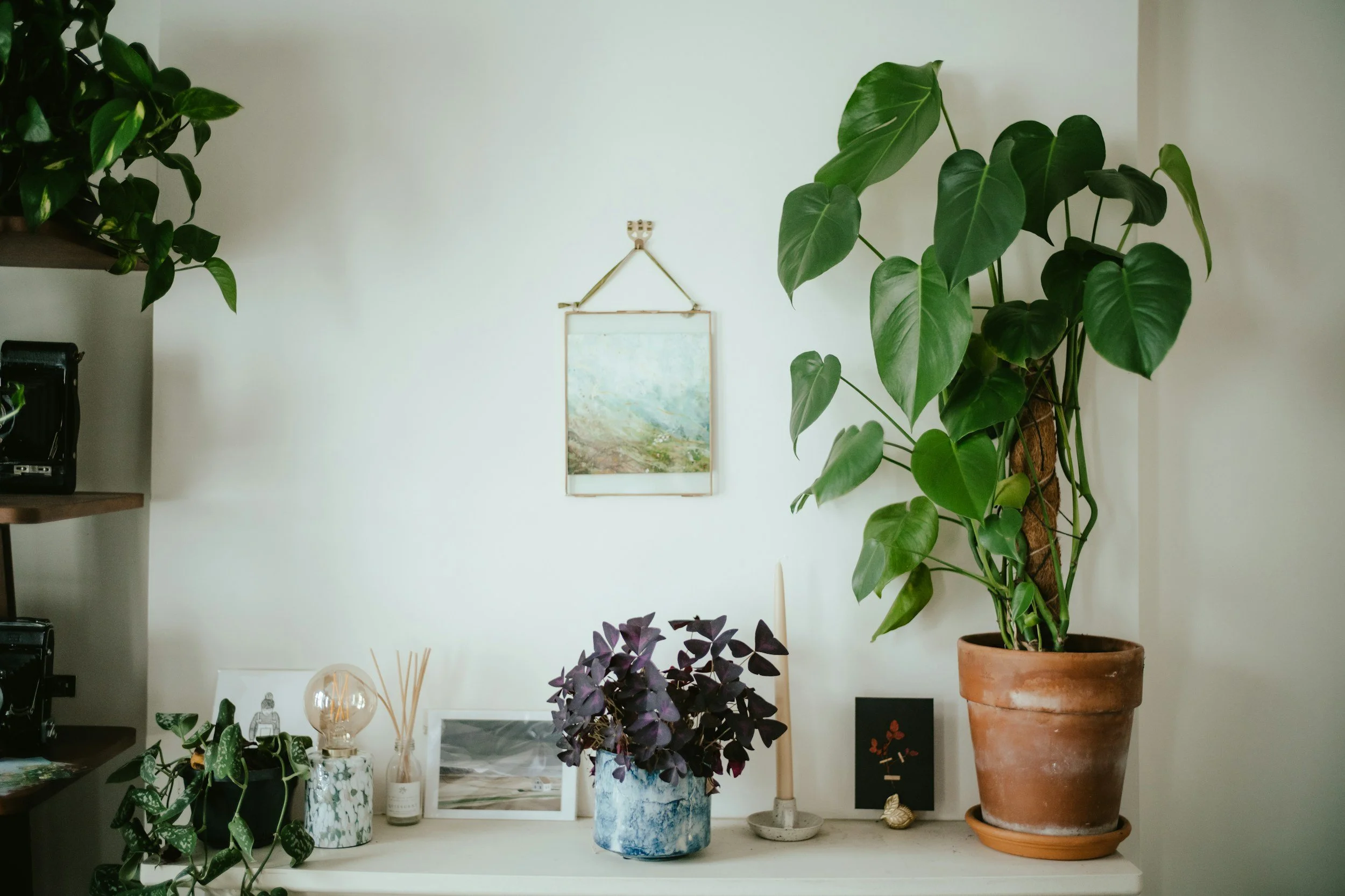 Several potted houseplants with large green leaves, decorative picture and small objects on a shelf against a plain white wall.