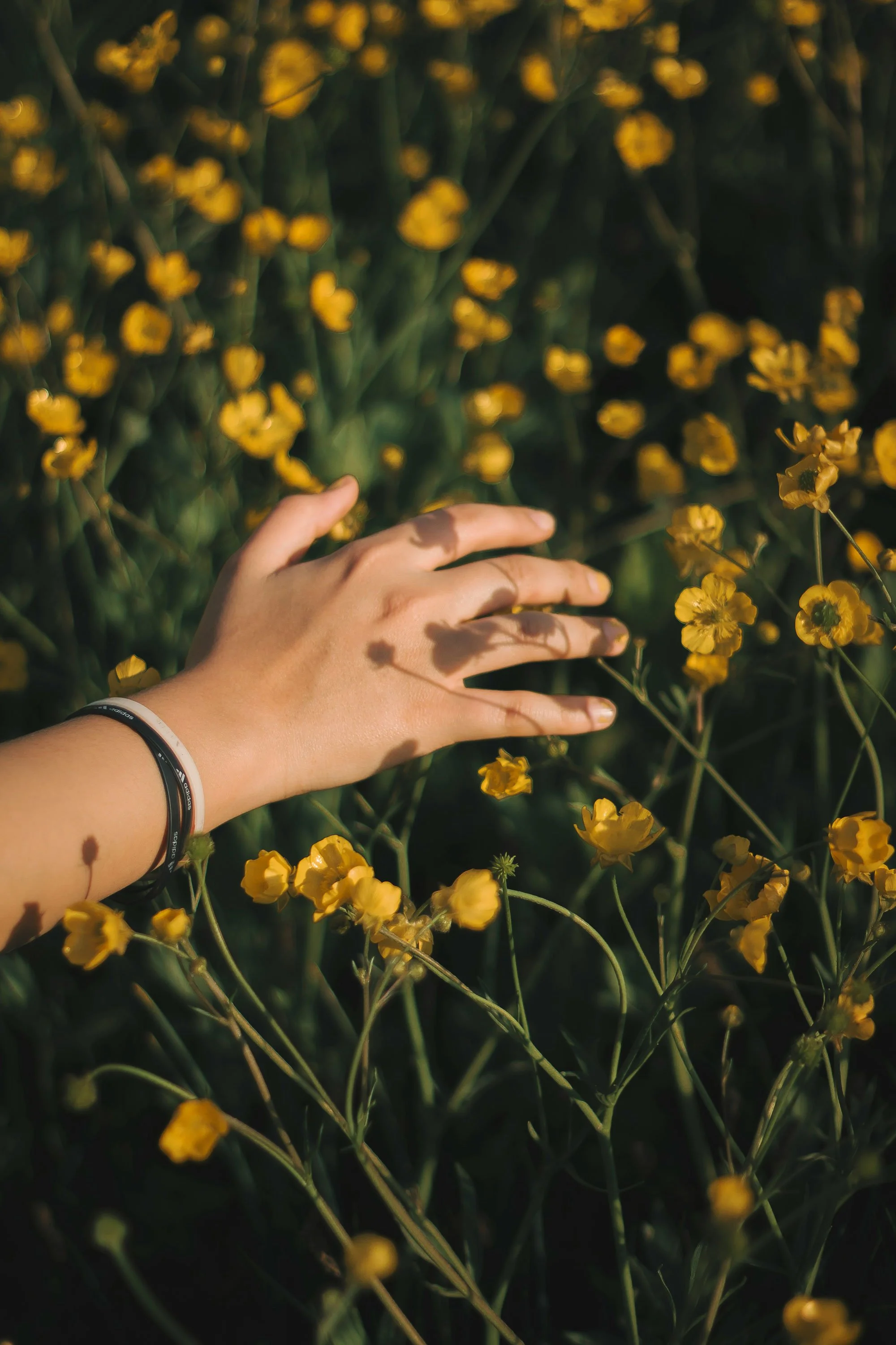 A hand with several rings reaches out towards yellow flowers in a field, with sunlight casting shadows.