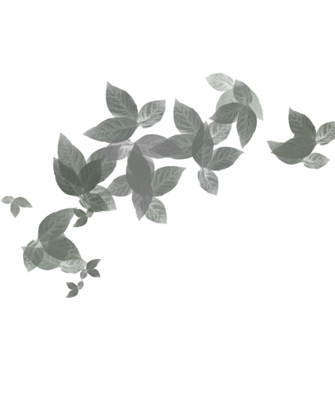 Ethereal, gray-green leafy vine with a bar beneath it on transparent background.