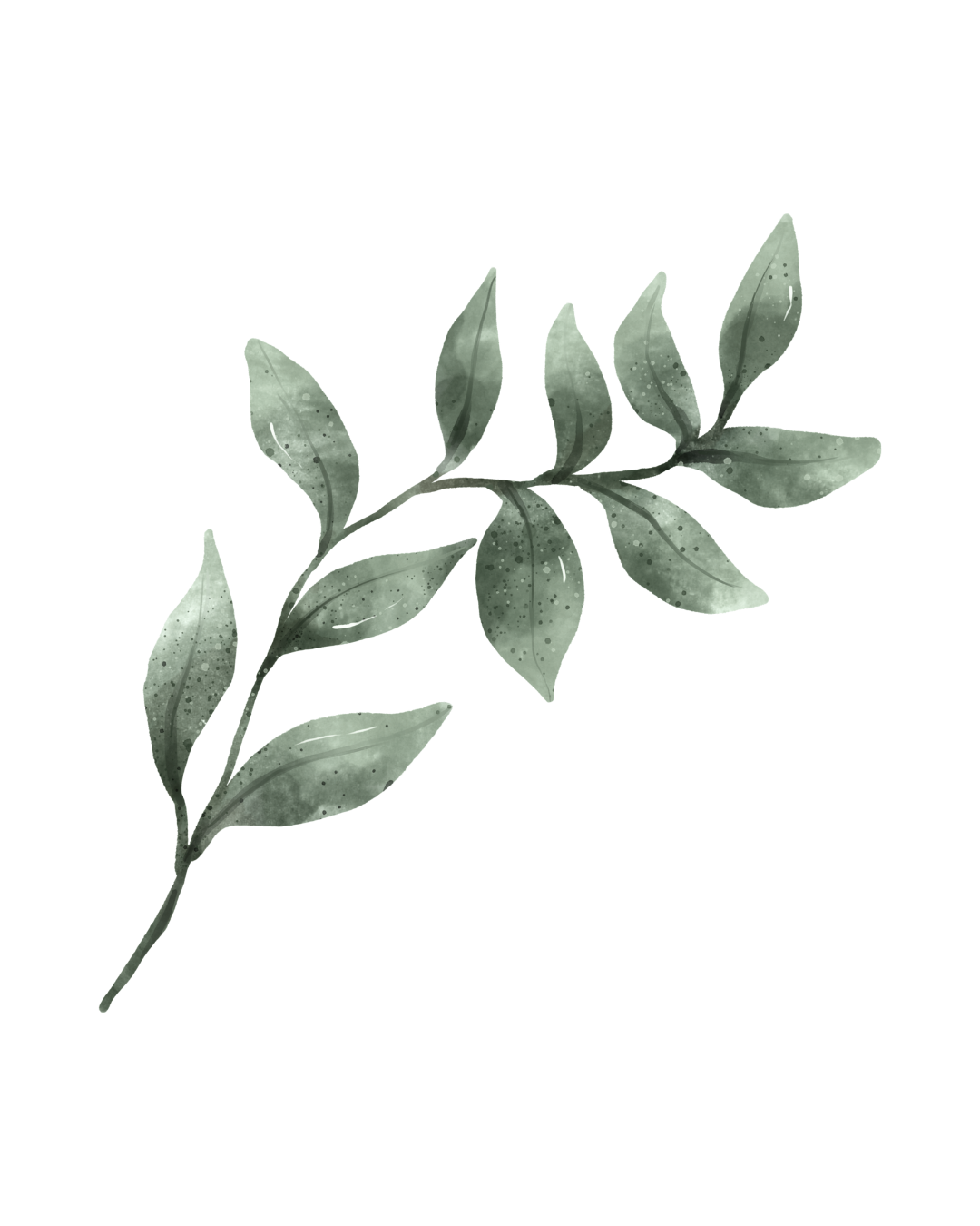 Gray-green illustrated leafy branch with multiple leaves.
