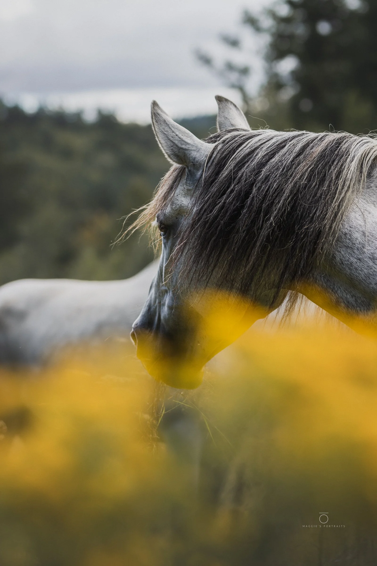 A gray horse with a flowing mane standing outdoors in a natural setting with blurred green and cloudy sky background.