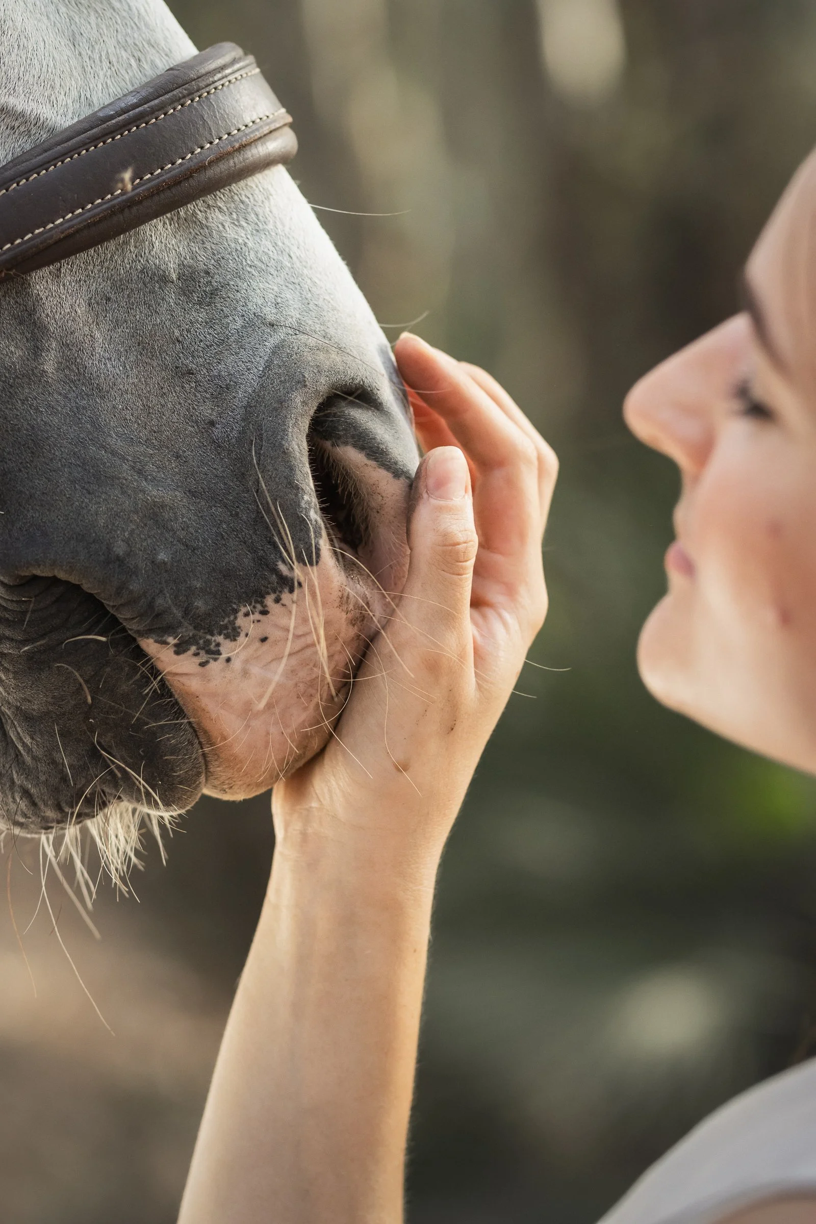 A person with fair skin gently touching the nose of a gray horse wearing a bridle.