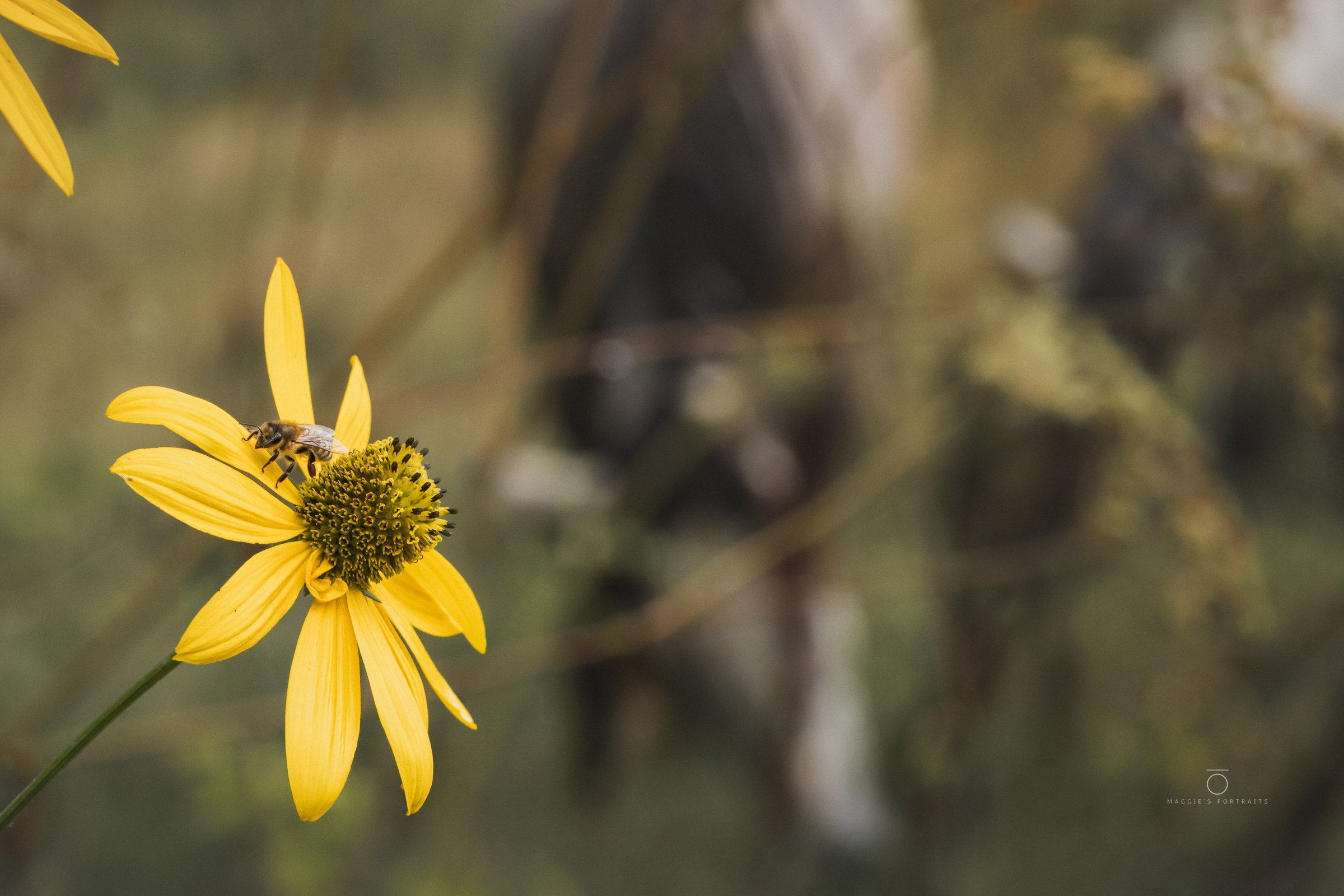 A close-up photo of a yellow flower with a bee collecting pollen on its center, set against a blurred background of greenery.