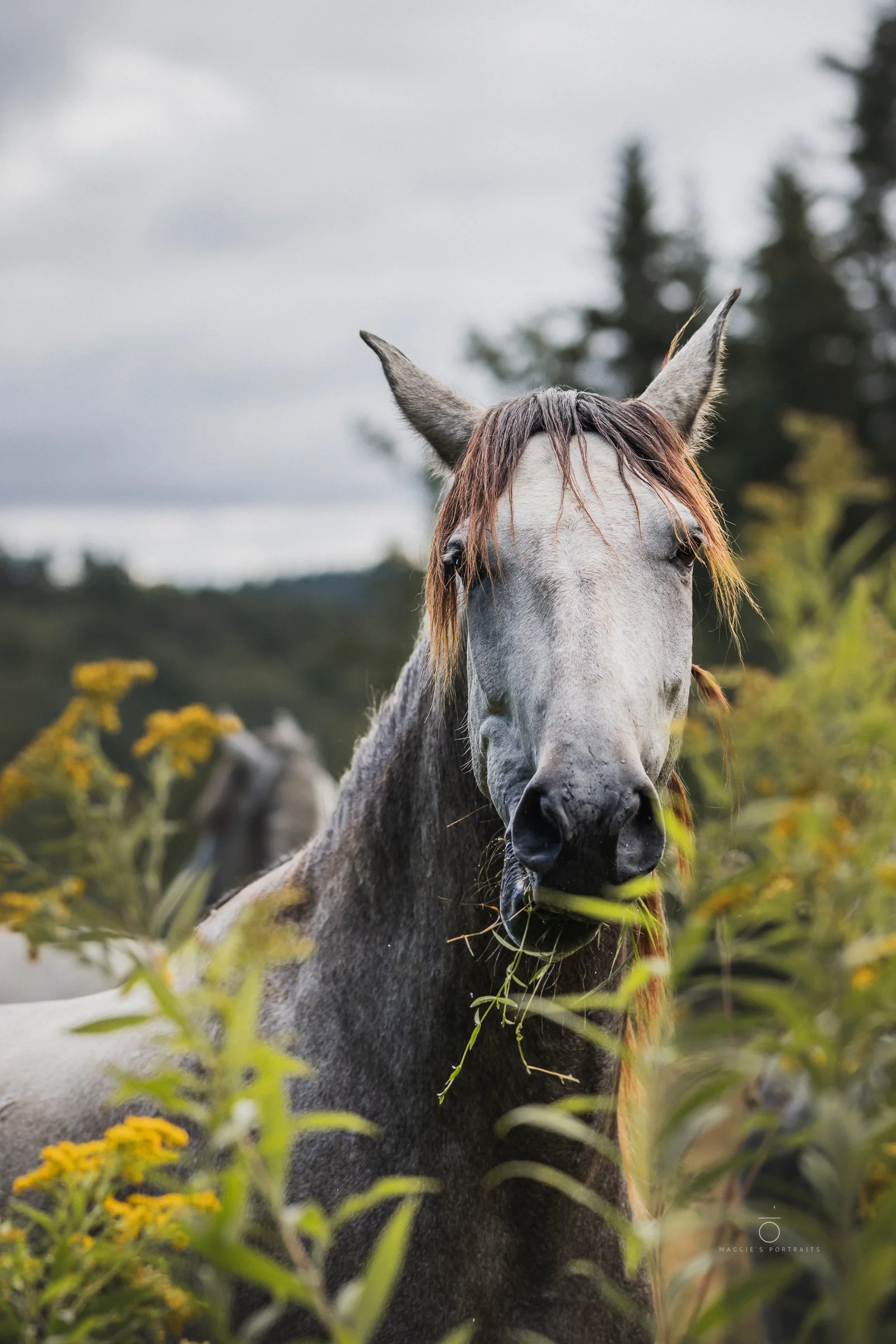 A close-up of a gray horse with a reddish-brown mane standing among yellow flowers and green foliage, with a cloudy sky and trees in the background.