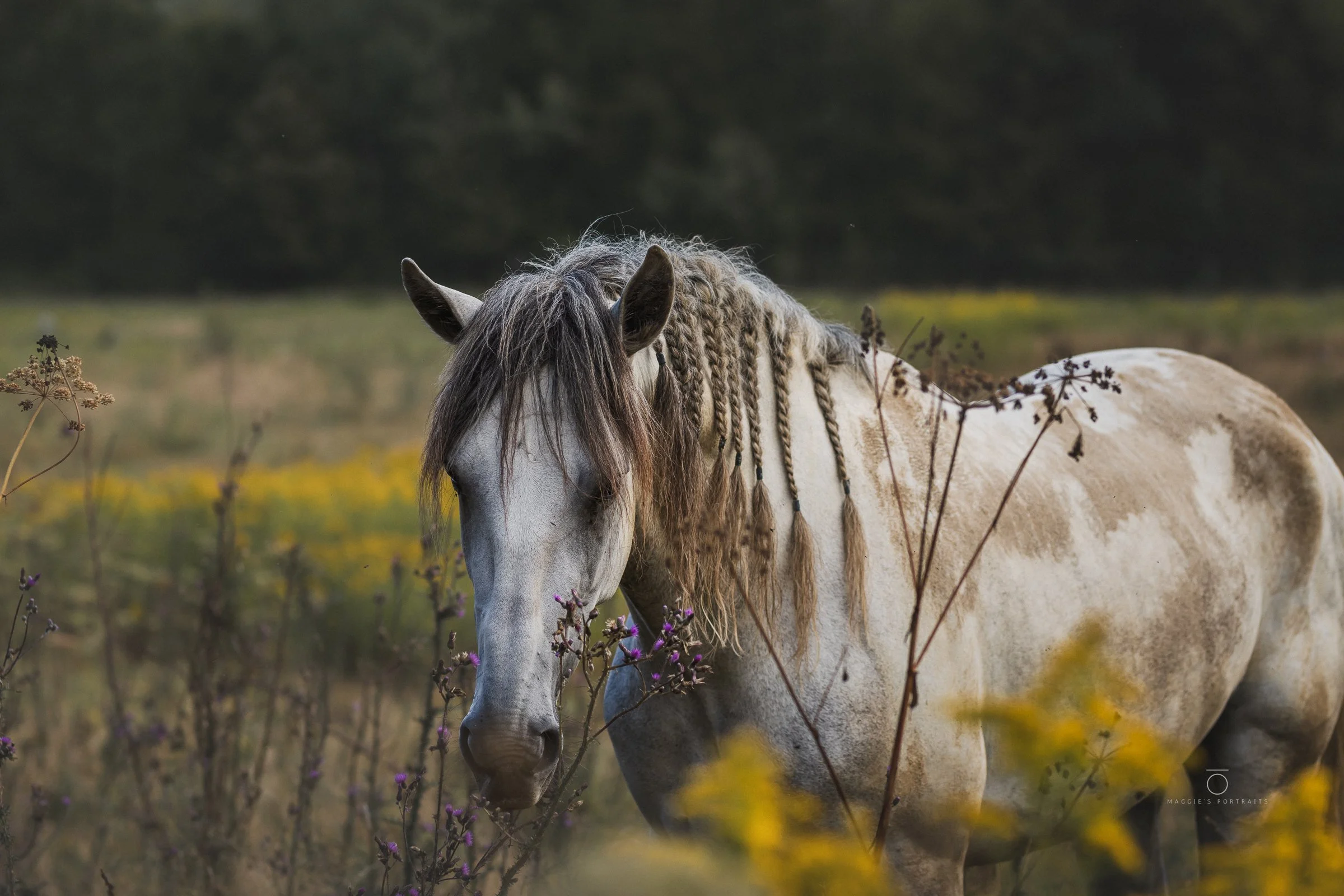 A white horse with a braided mane stands in a field surrounded by yellow and purple wildflowers with a blurred dark forest background.