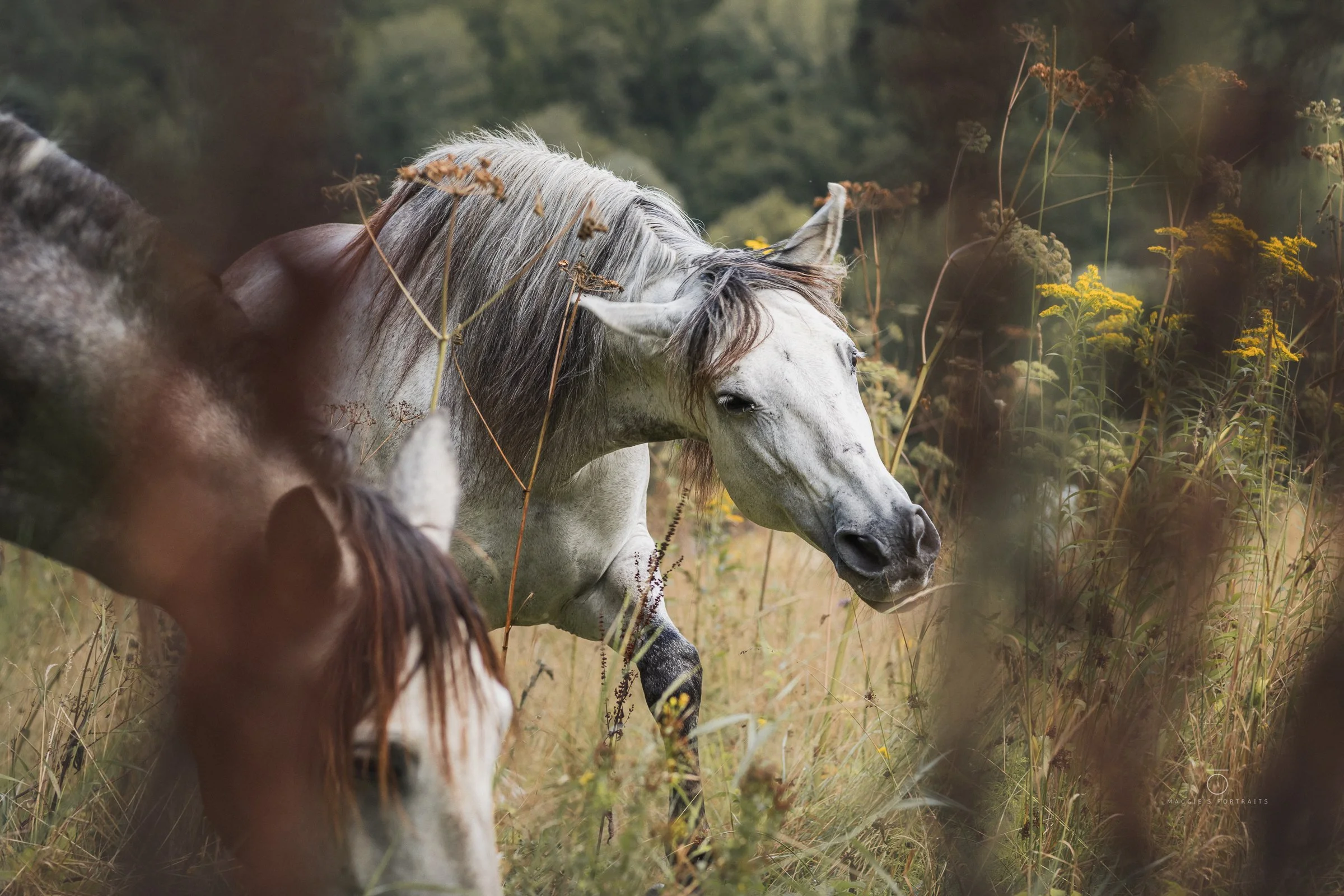 A white horse standing among tall grass and yellow wildflowers in a natural outdoor setting with trees in the background.