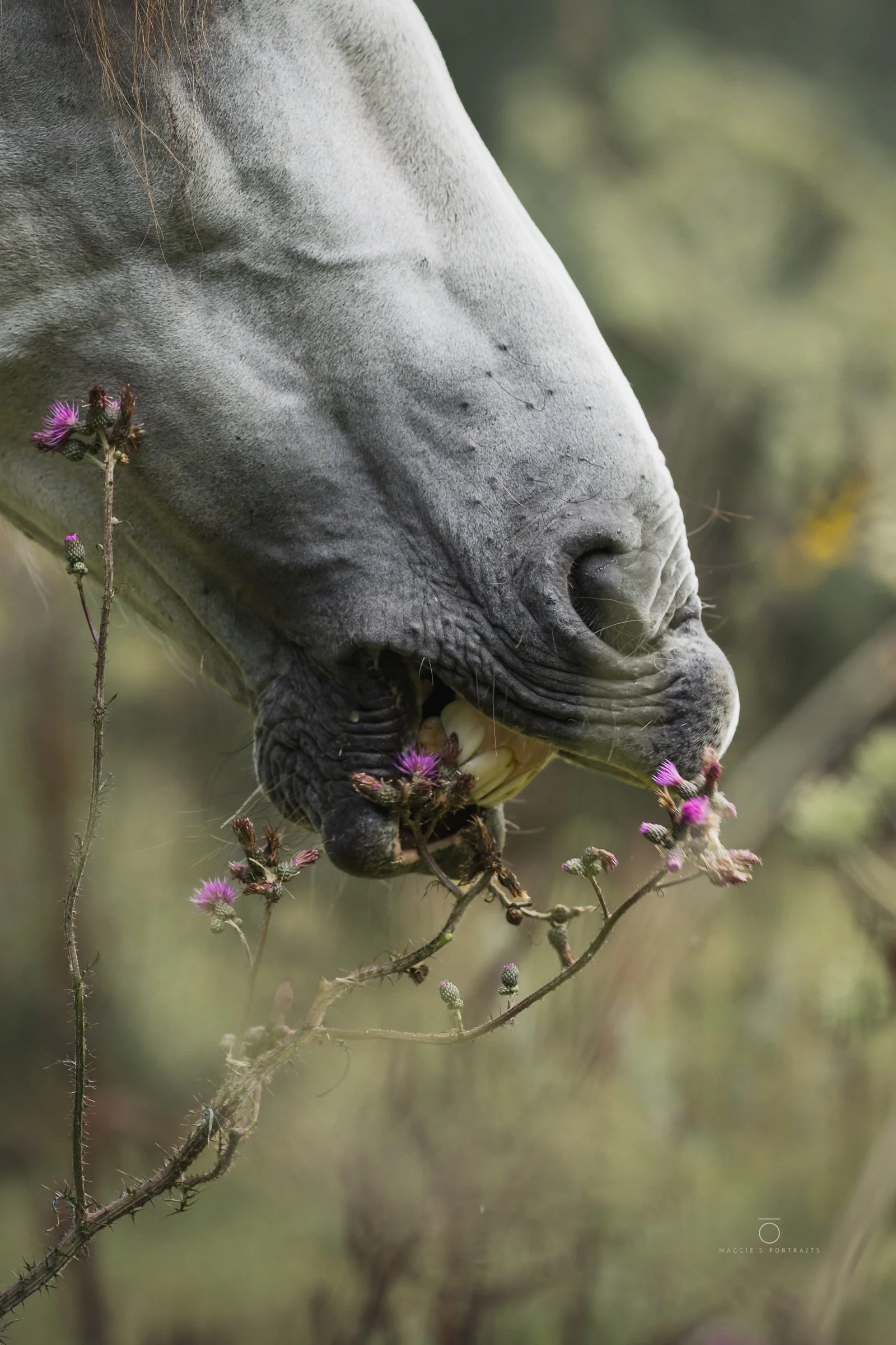 Close-up of a horse's snout with pink flowers and green foliage in the background.