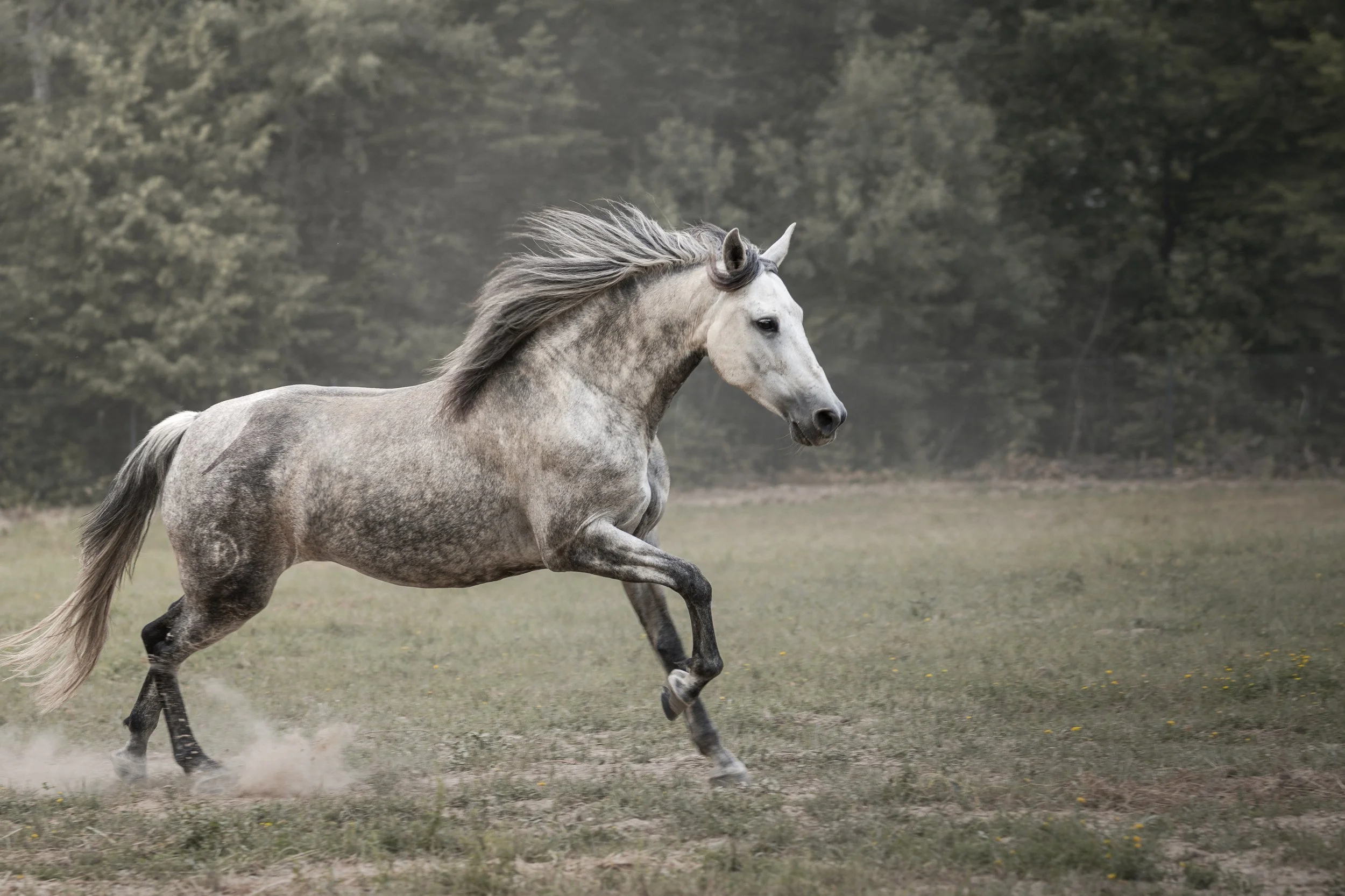 A gray horse running fast in an open field with a forested background.