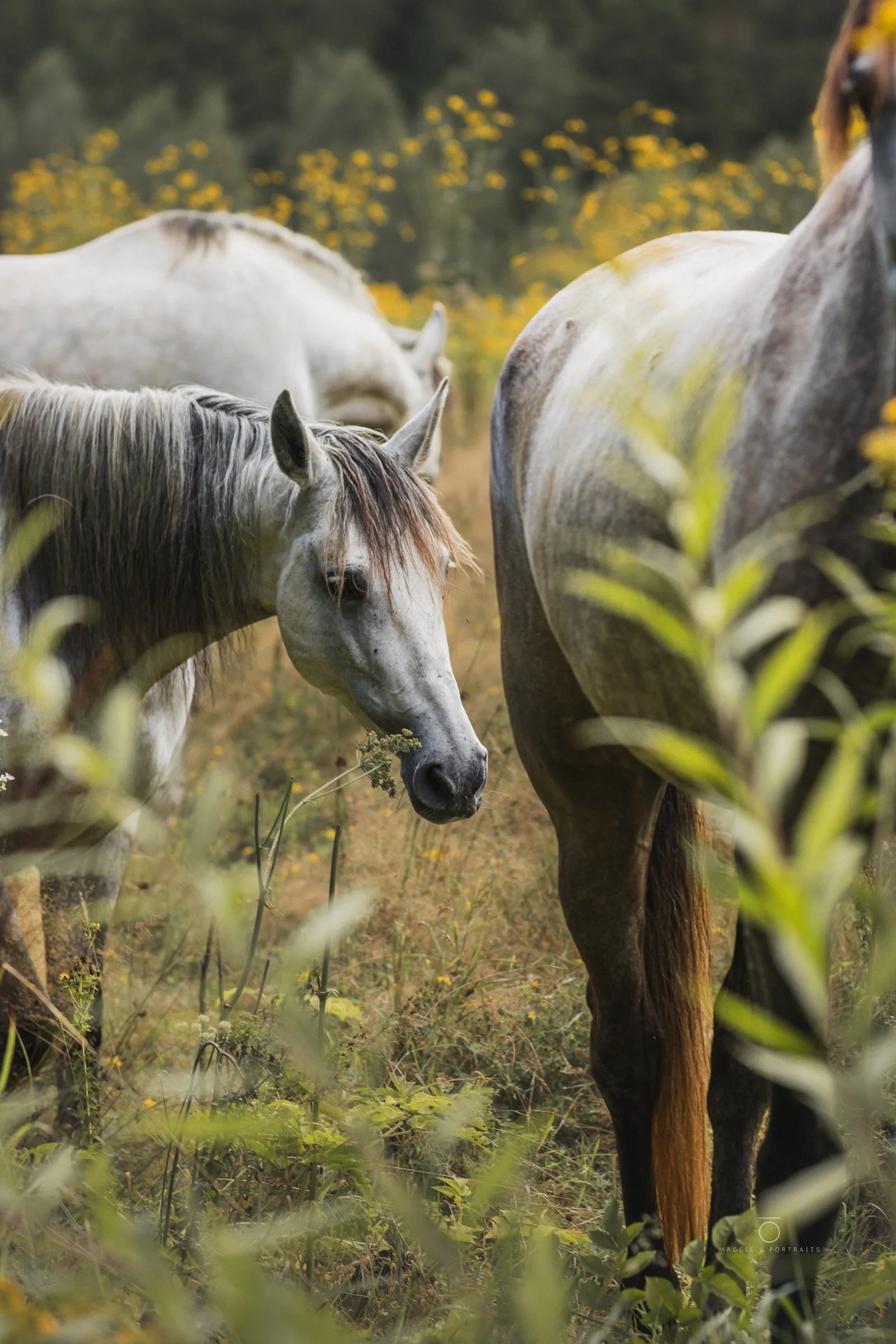 Three horses grazing in a field with yellow flowers and green foliage, one white and two darker-colored.
