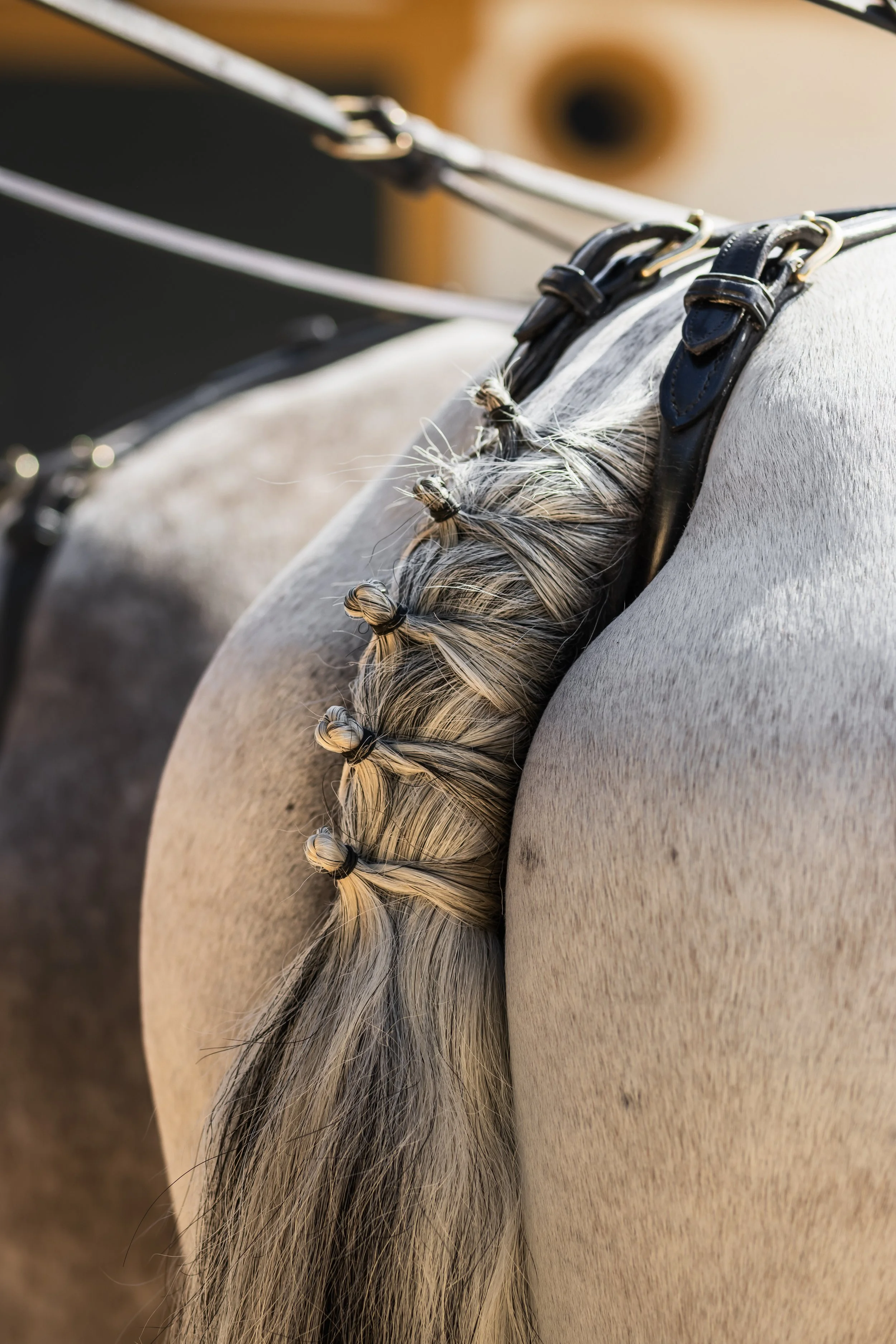 Close-up of a horse's mane and part of its neck, with a saddle and strap visible. The mane is braided with small bows, and the background is blurred.