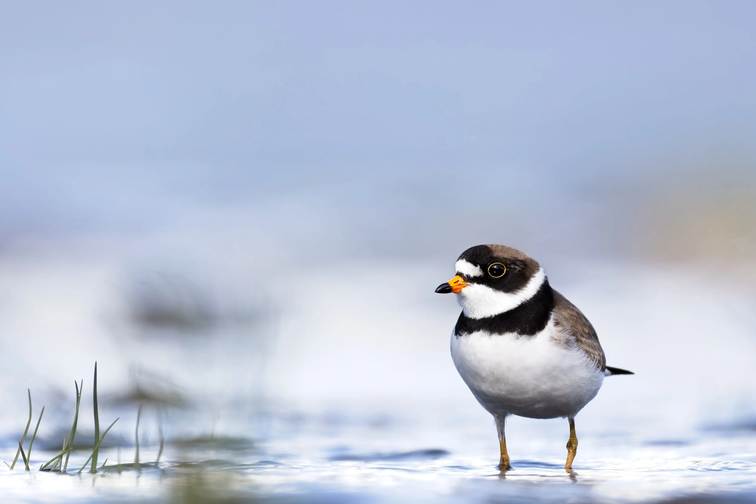 semipalmated plover in shallow water alaska.jpg