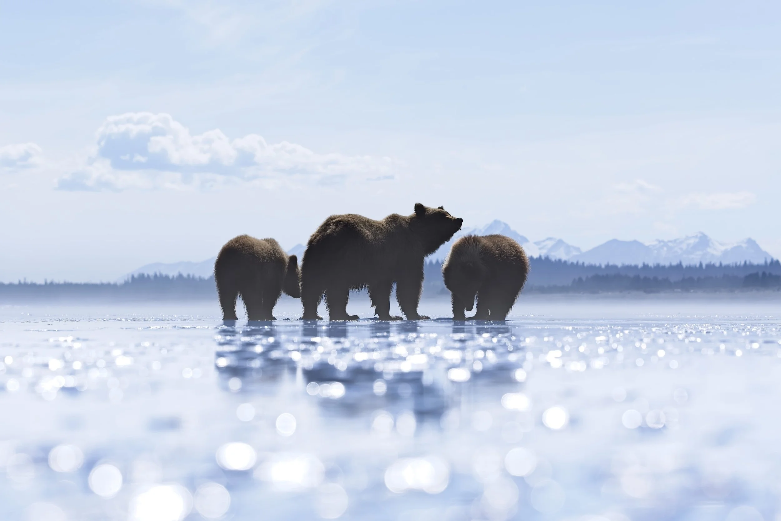 Brown Bear Family low tide clamming alaska at beach.jpg