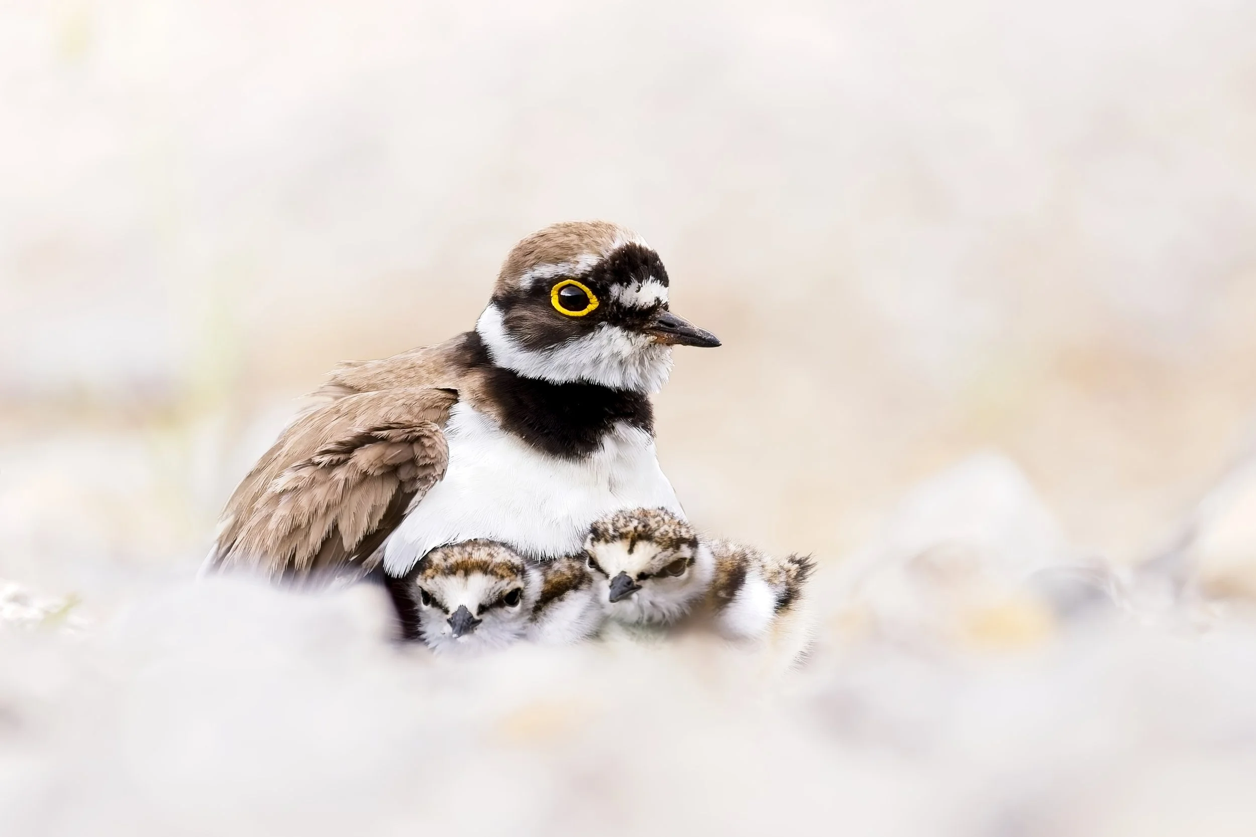 Littel ringed plover with two chicks under its wings.jpeg