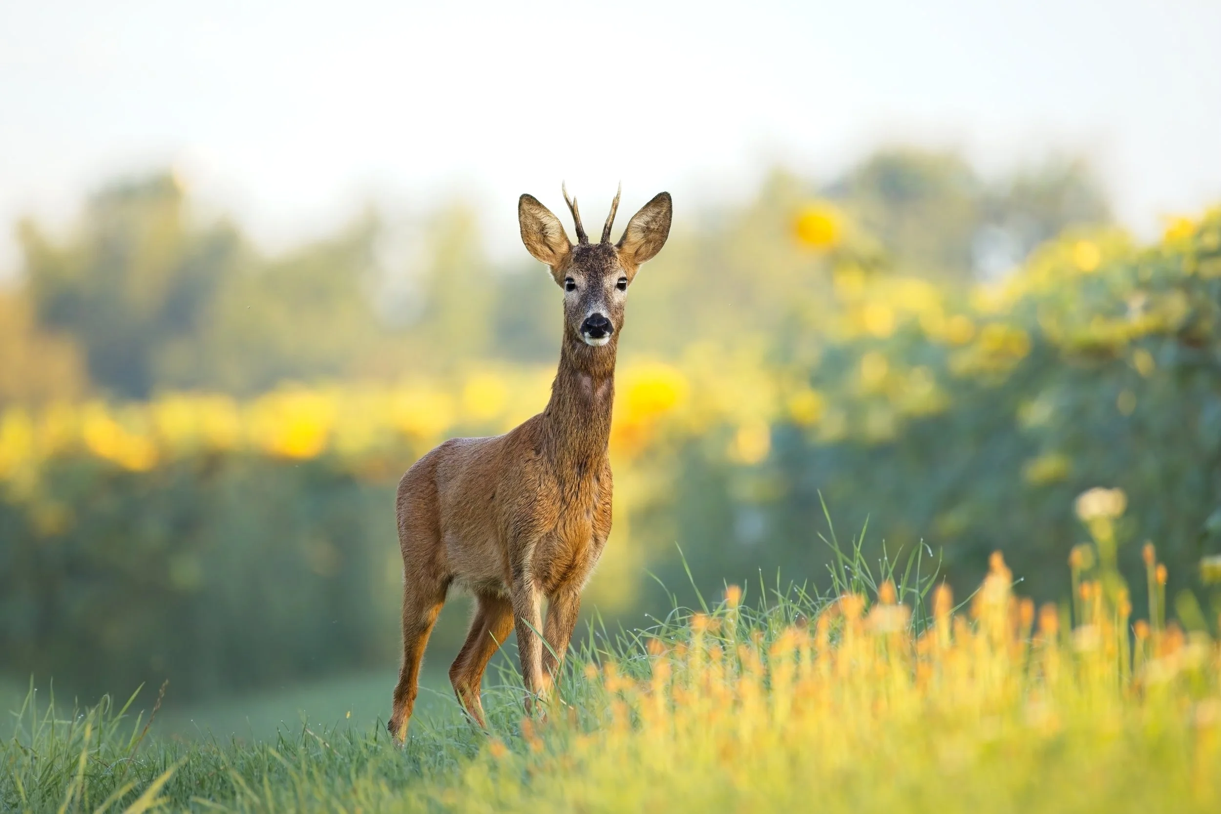 Roe Deer in sunflower field.jpg