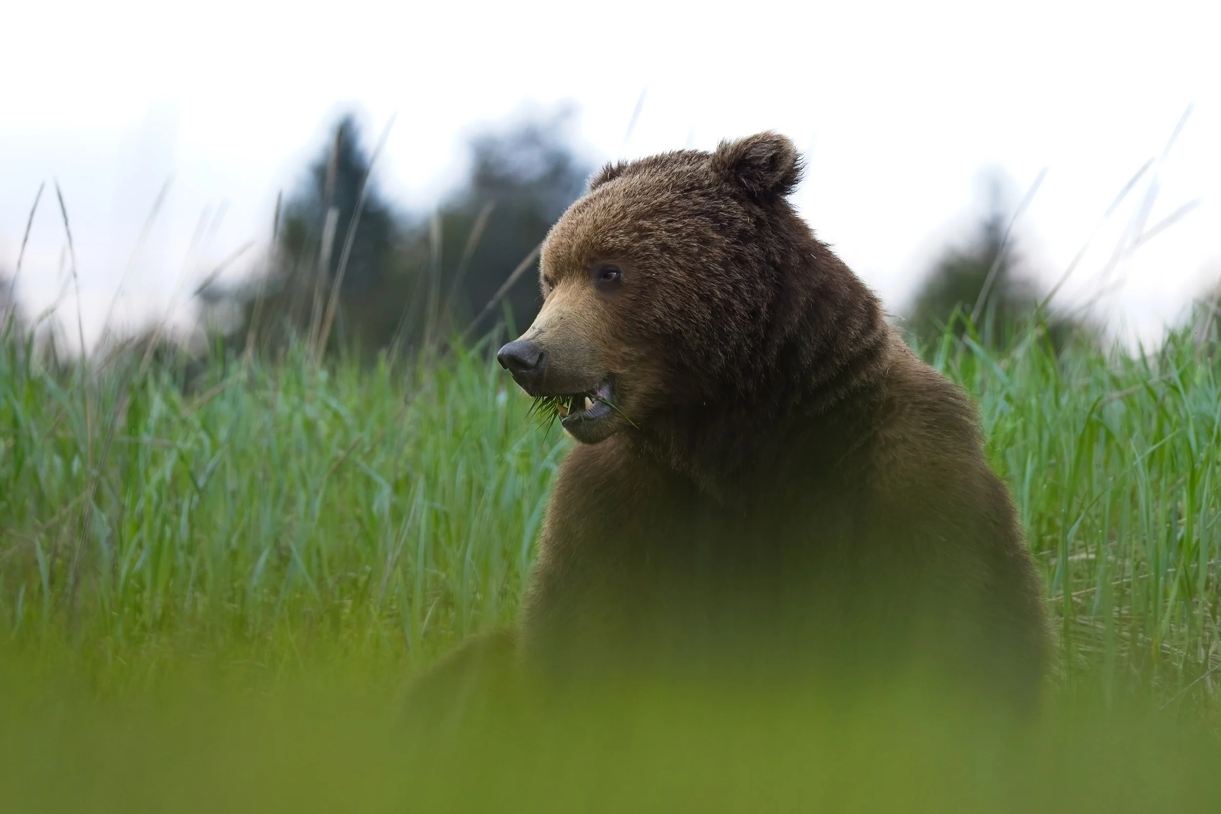 Brown Bear eating grass in meadow Alaska.jpg
