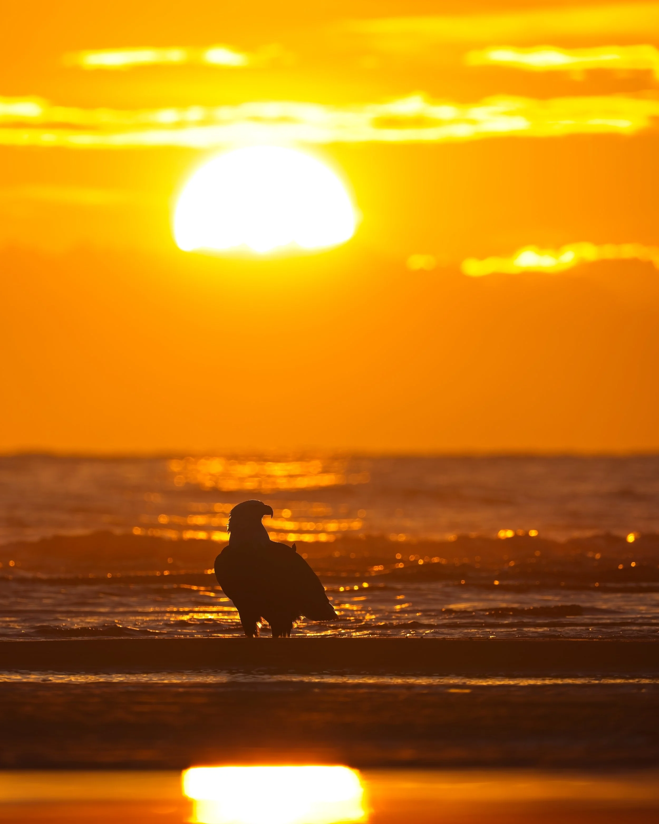 bald eagle sunset backlit warm tones alaska.jpg