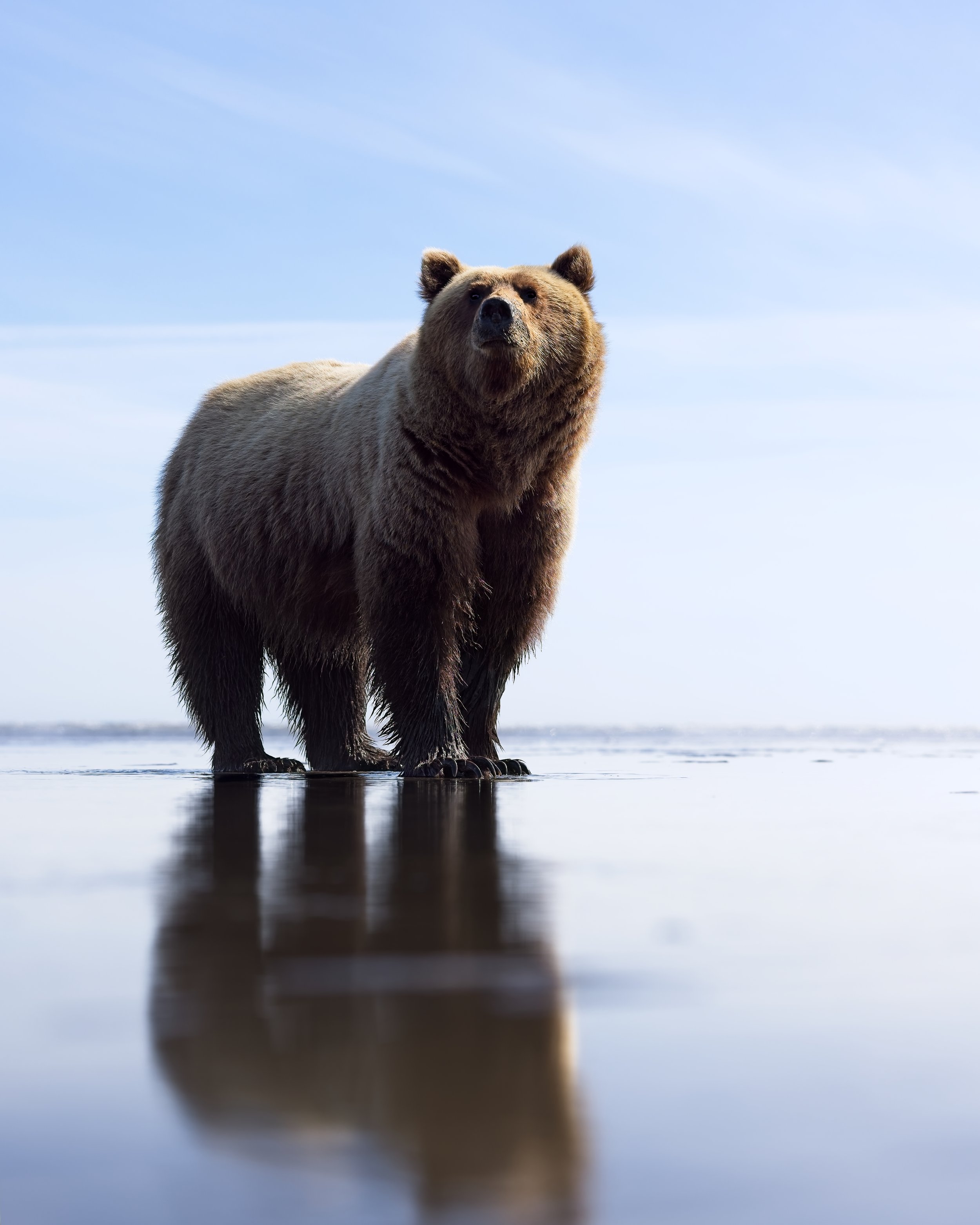 Brown bear low angle portrait wide angle alaska.jpg