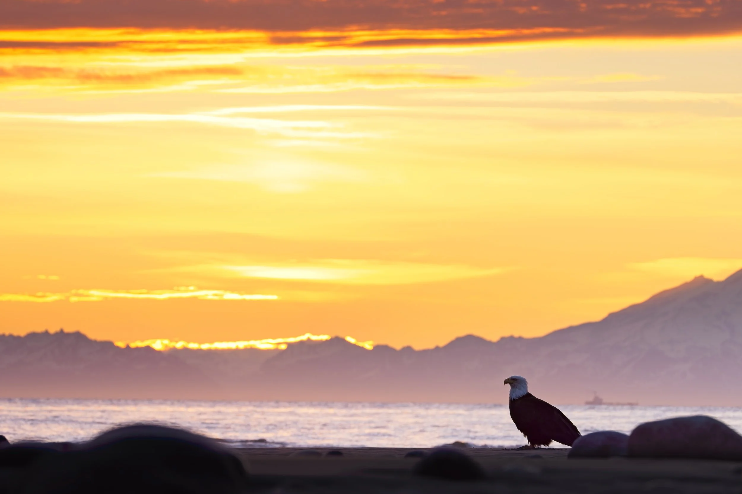 Bald eagle sunset in front of mountains at beach alaska.jpg