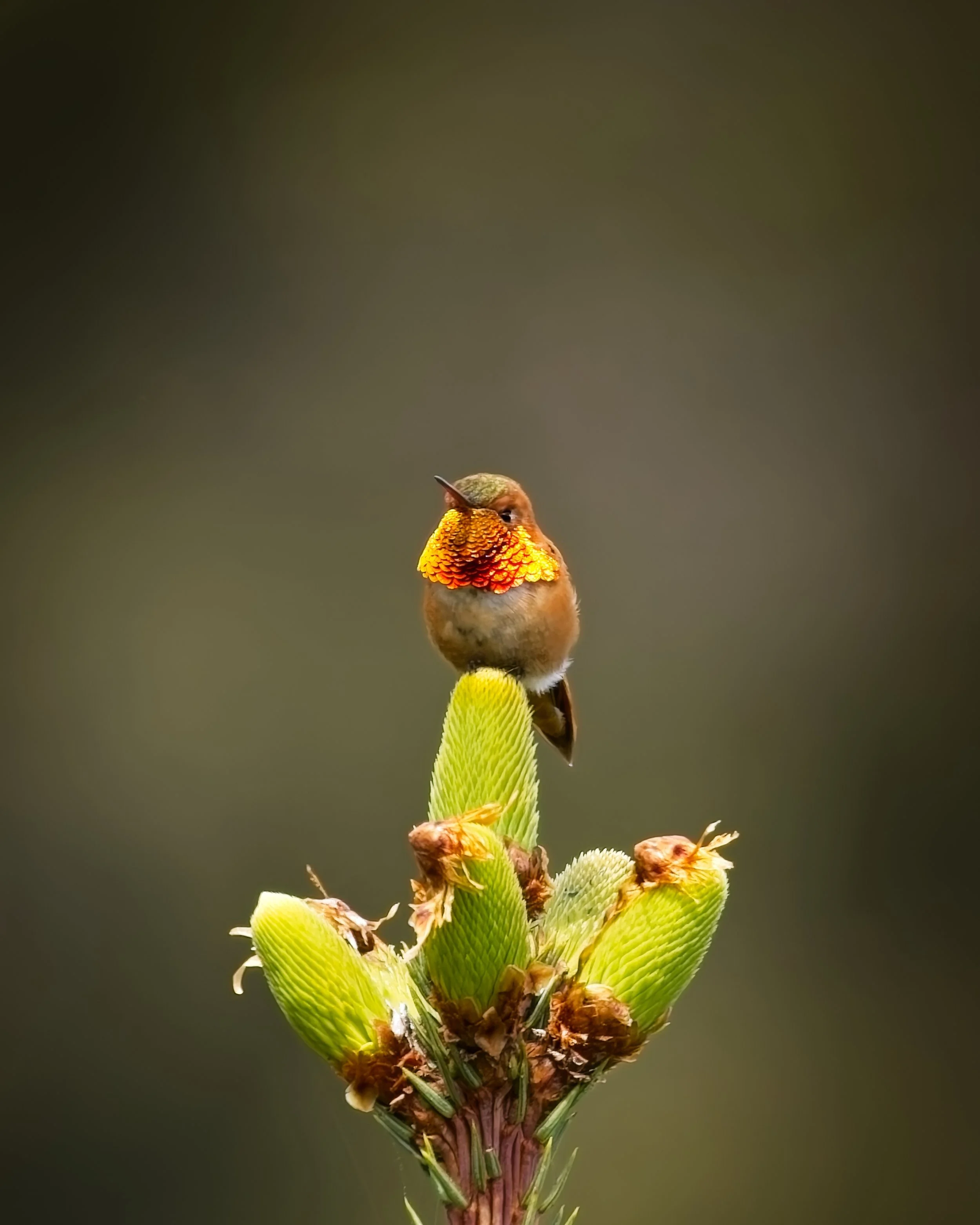 rufous hummingbird on pine portrait alaska.jpeg
