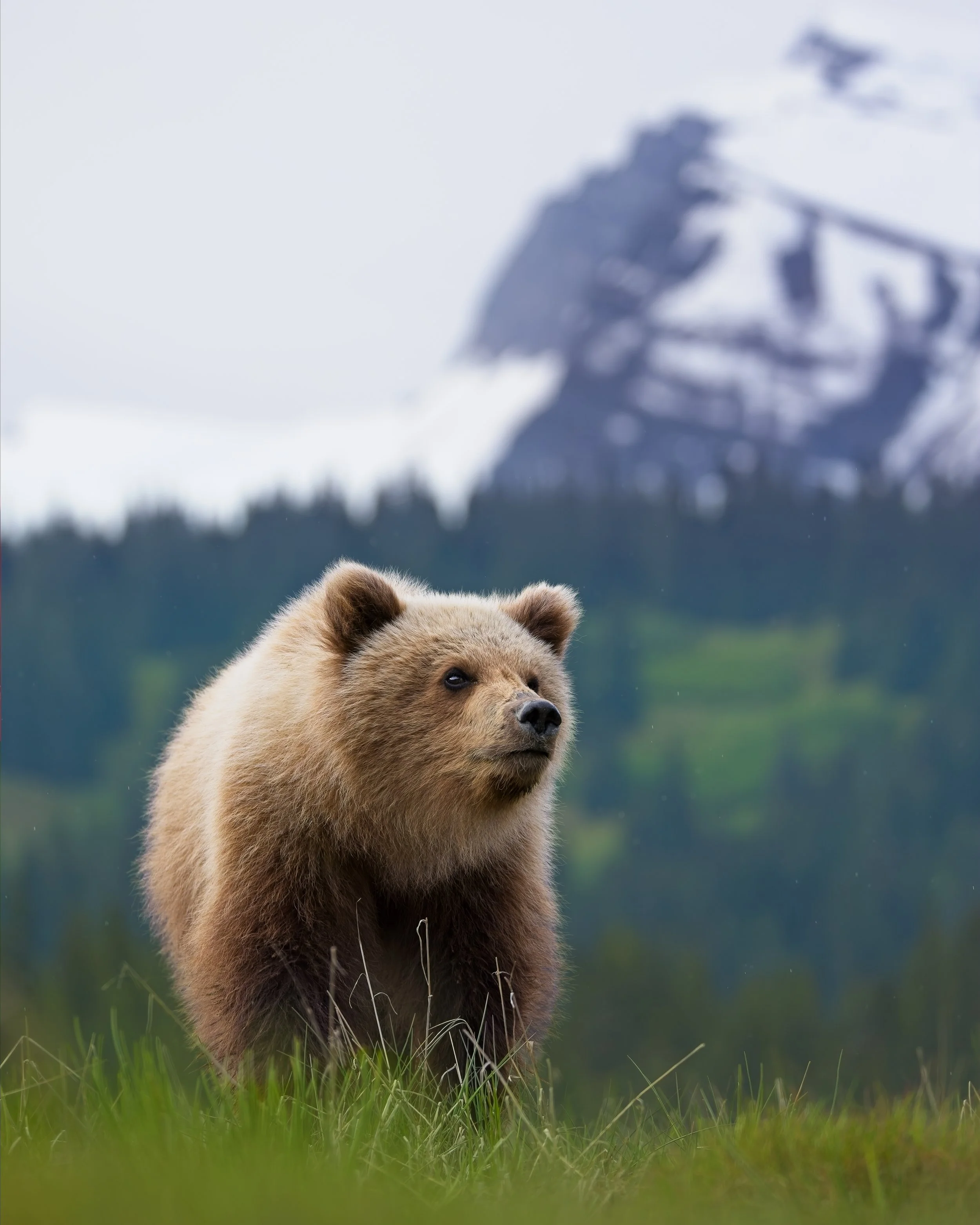Brown bear cub in meadow mountains portrait alaska.jpg