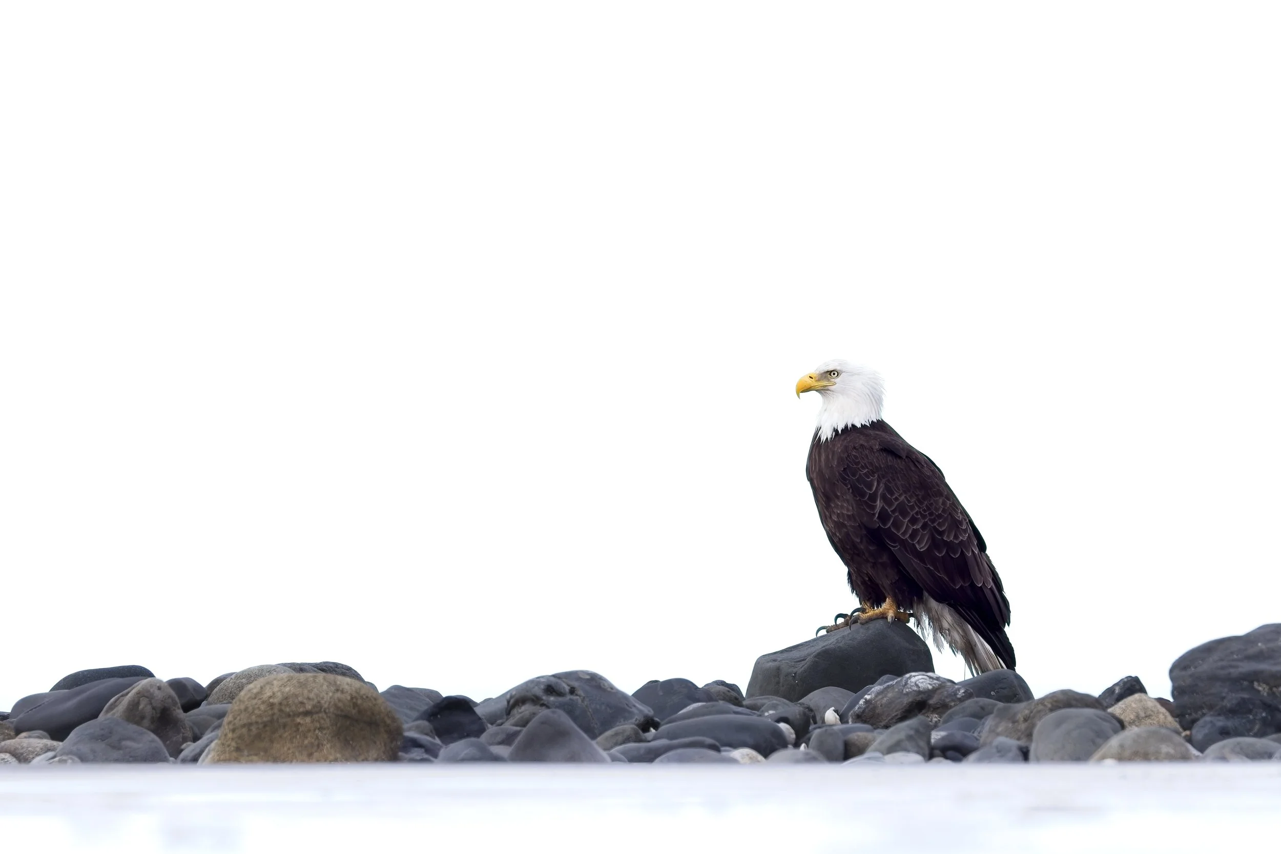bald eagle high key.jpg
