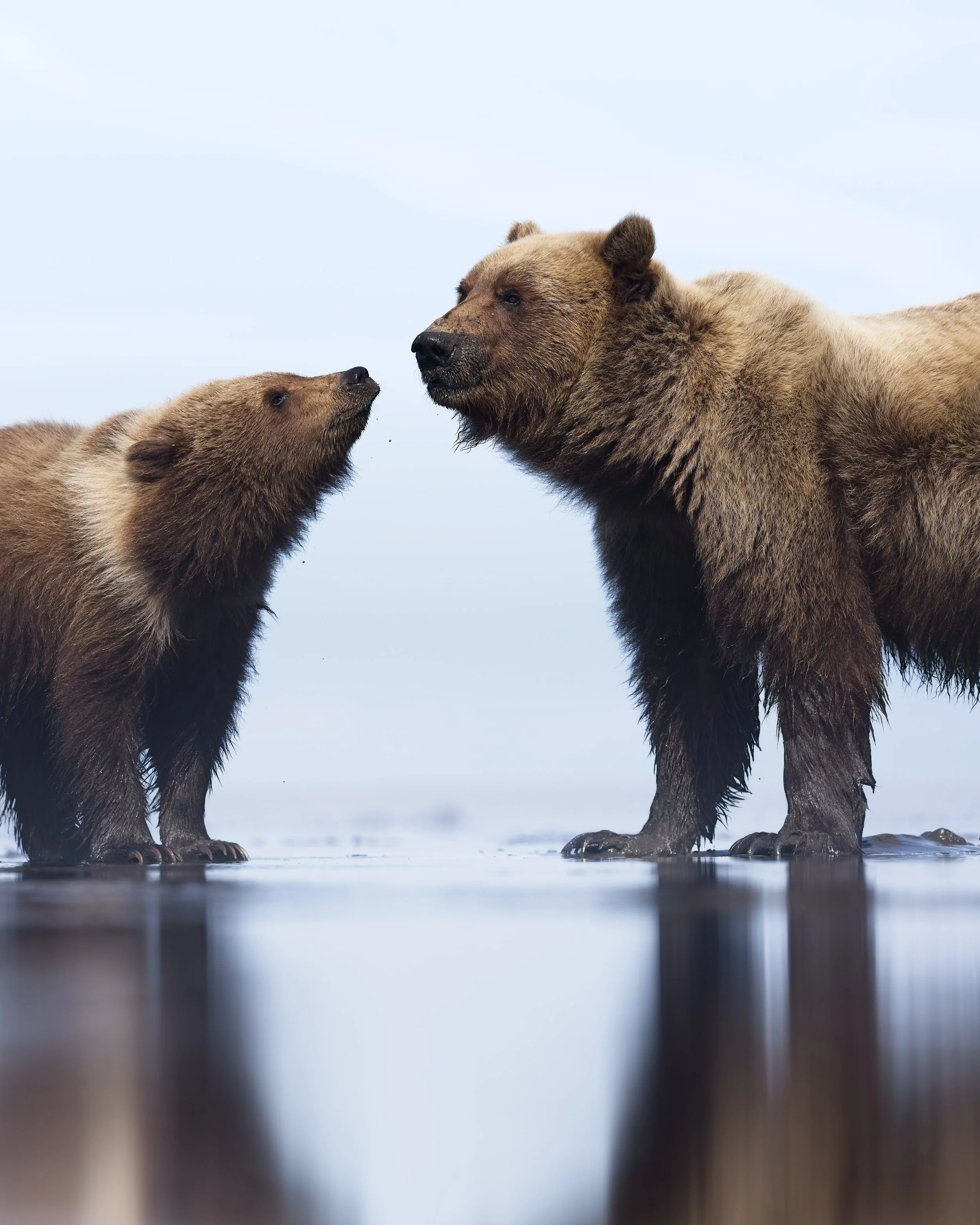 Brown bear with cub portrait at beach alaska.jpg