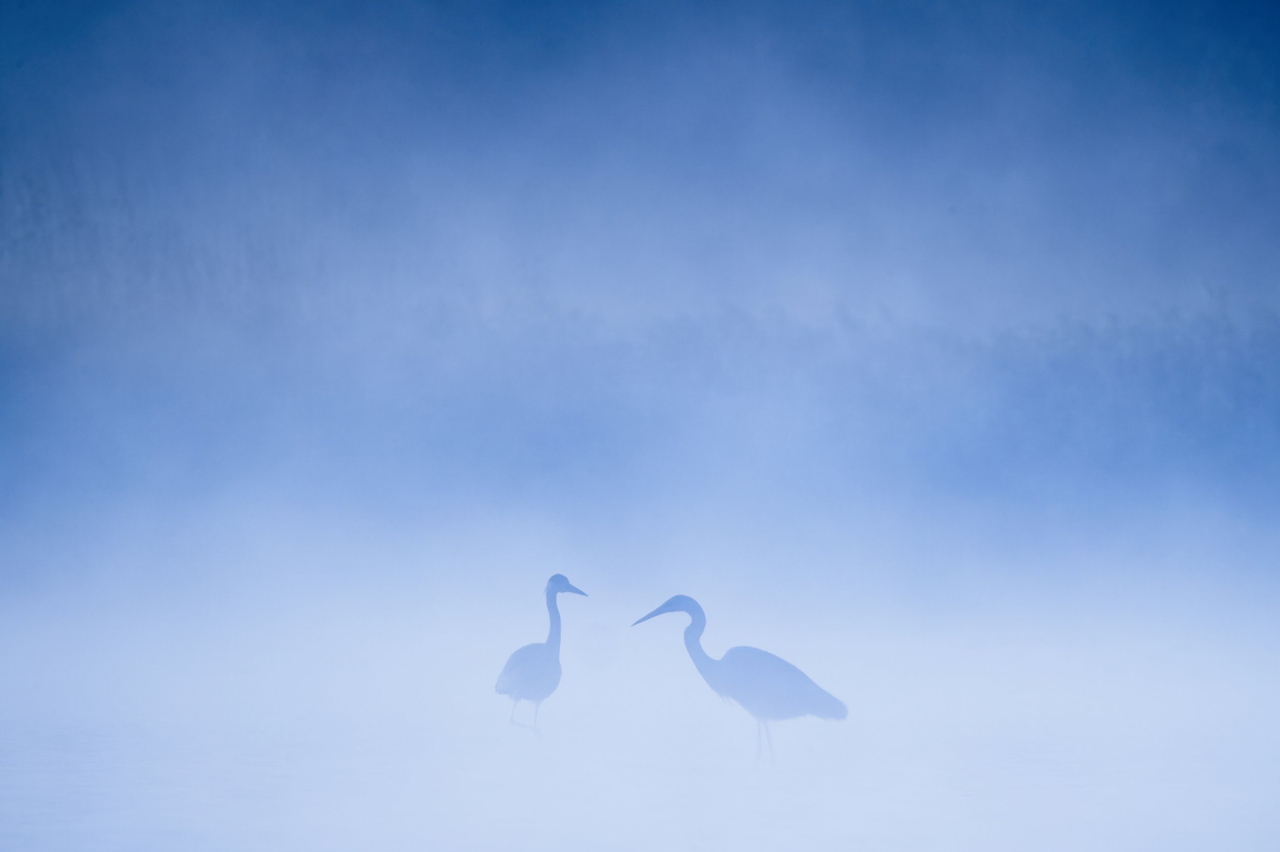 grey herons hunting dense fog germany.jpg