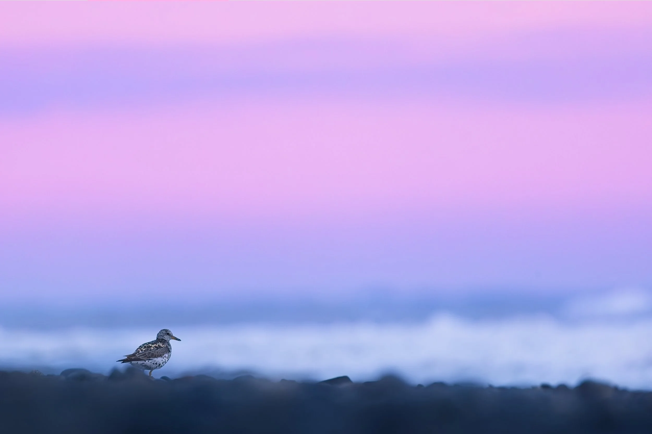 Surfbird purple background sunset shore alaska.jpg