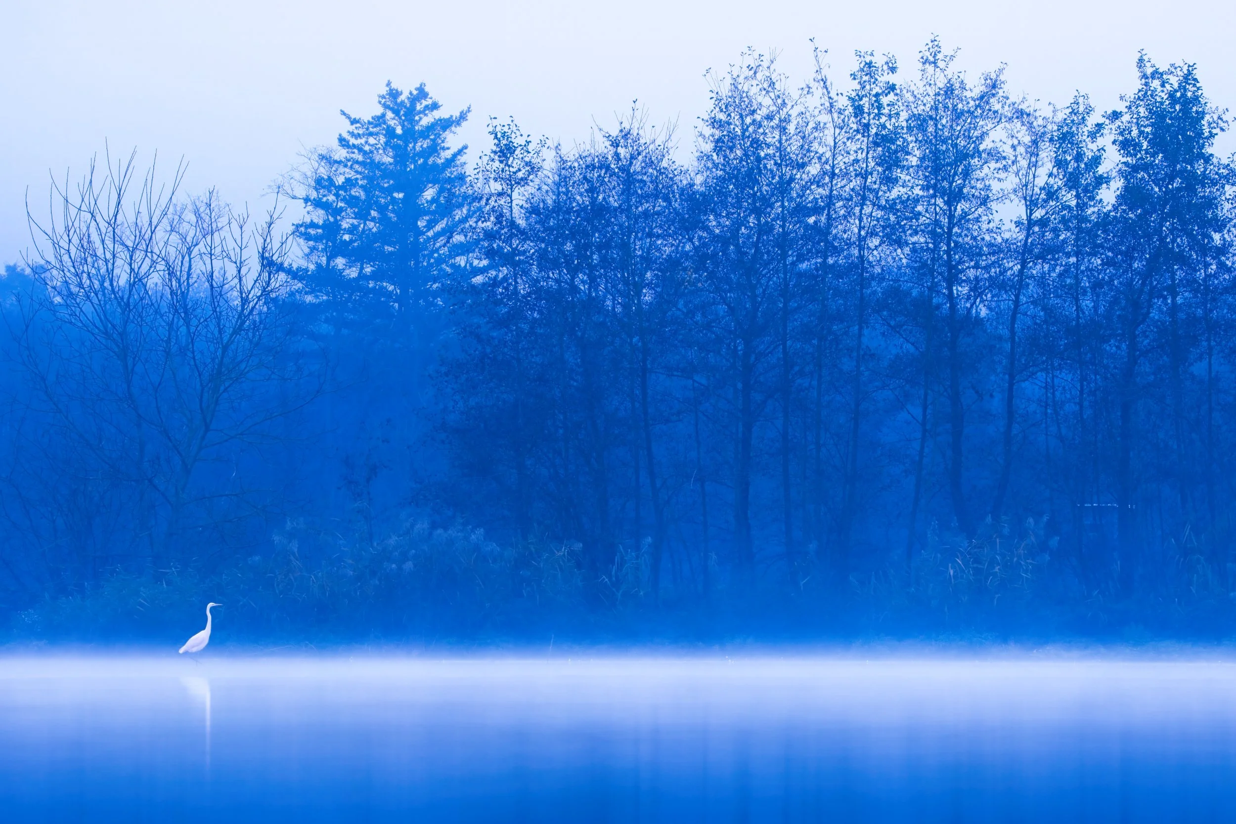 great white egret blue hour minimalstic in fog germany.jpg