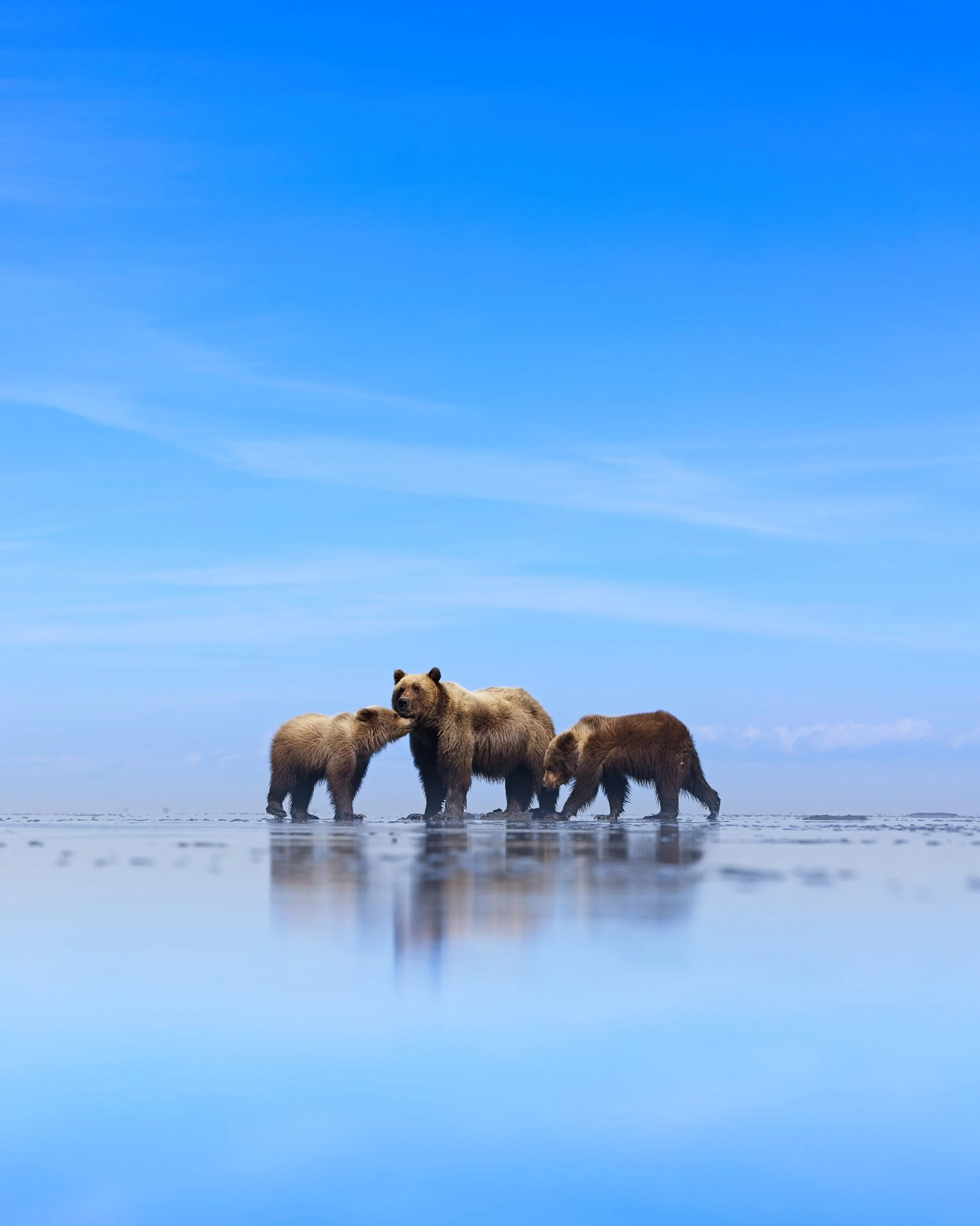Brown Bear Family at reflection shoreline in Alaska.jpg