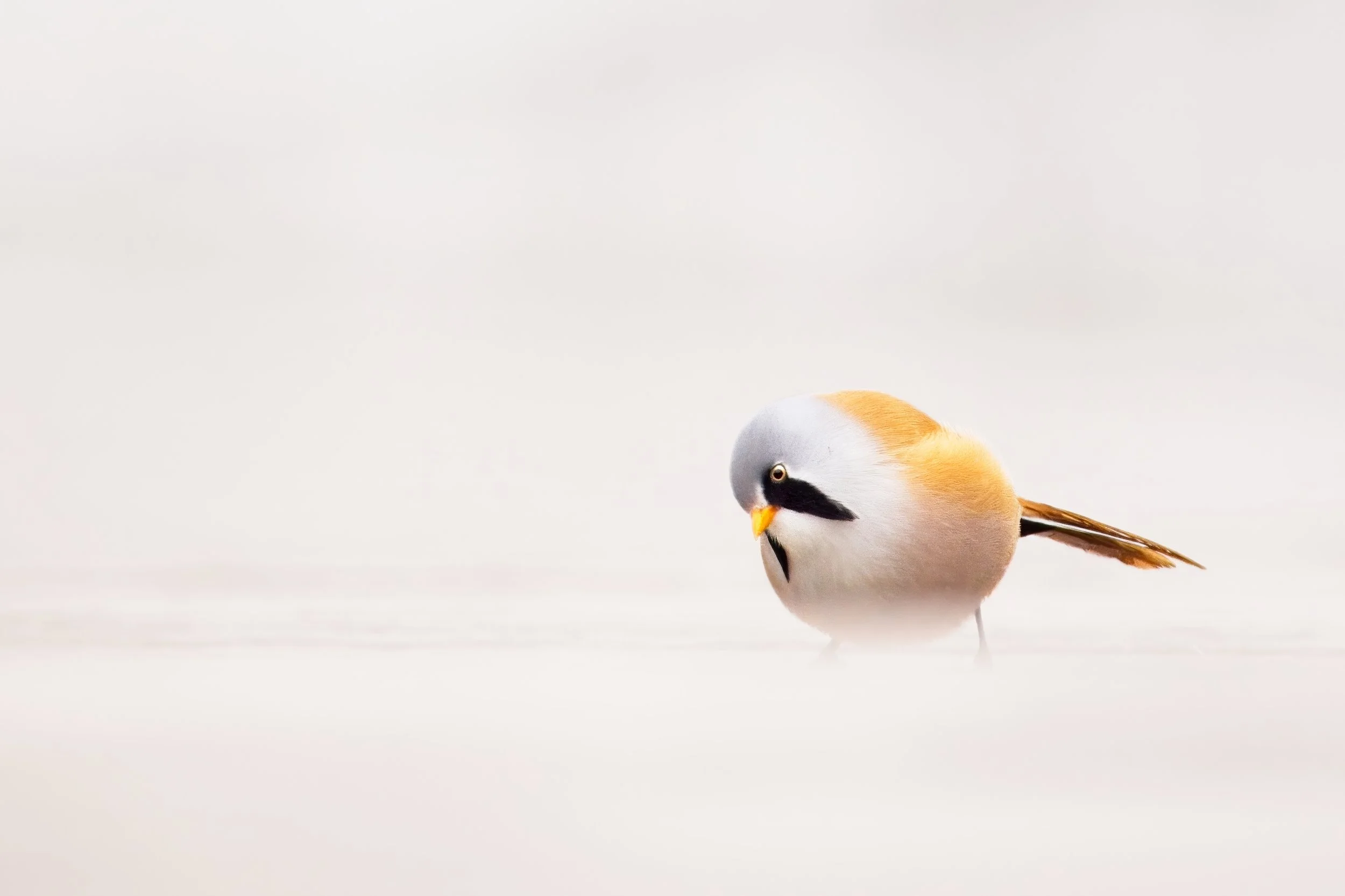 bearded tit minimalistic portrait white background germany.jpeg