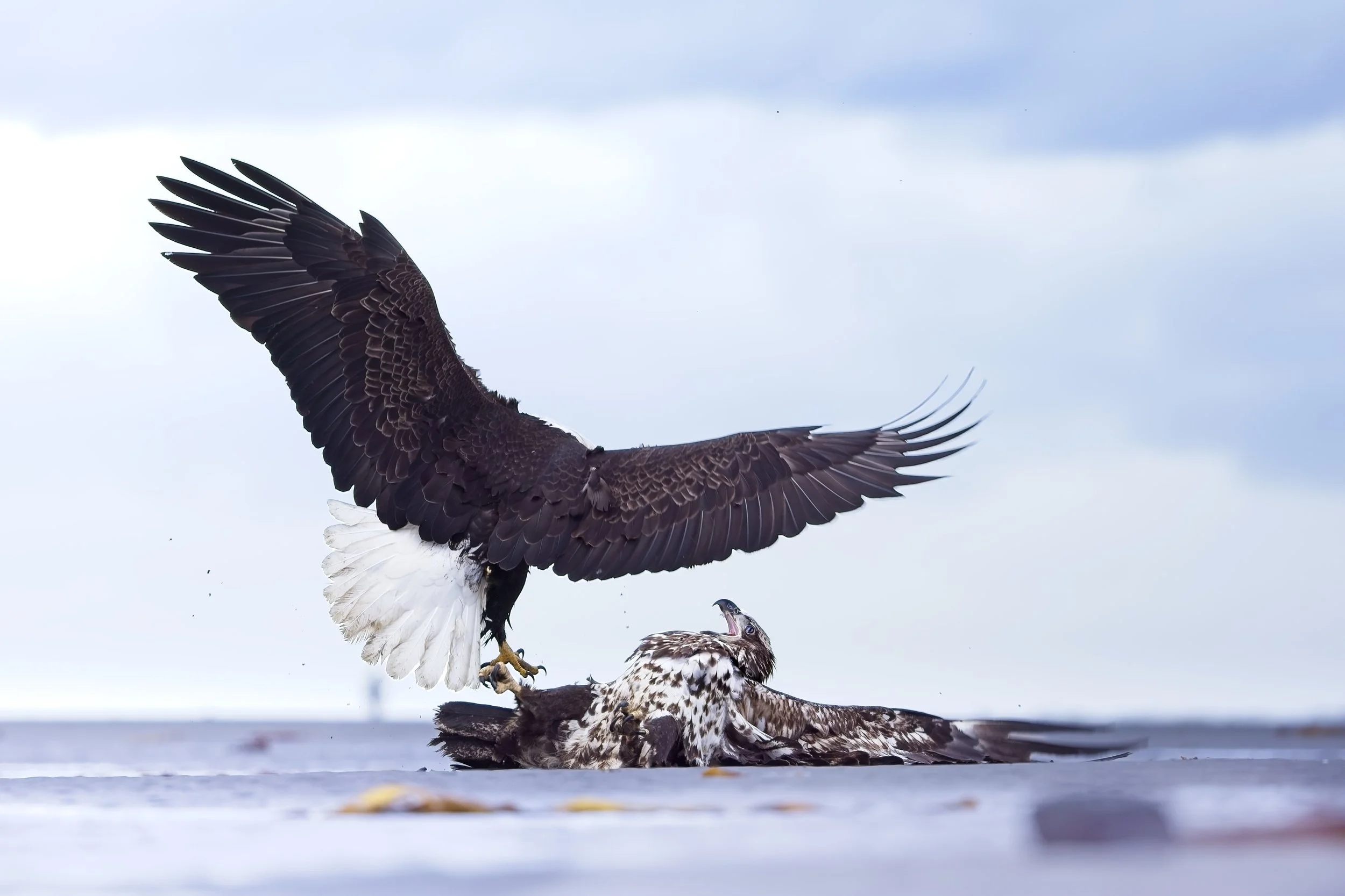 bald eagles fighting beach alaska.jpg