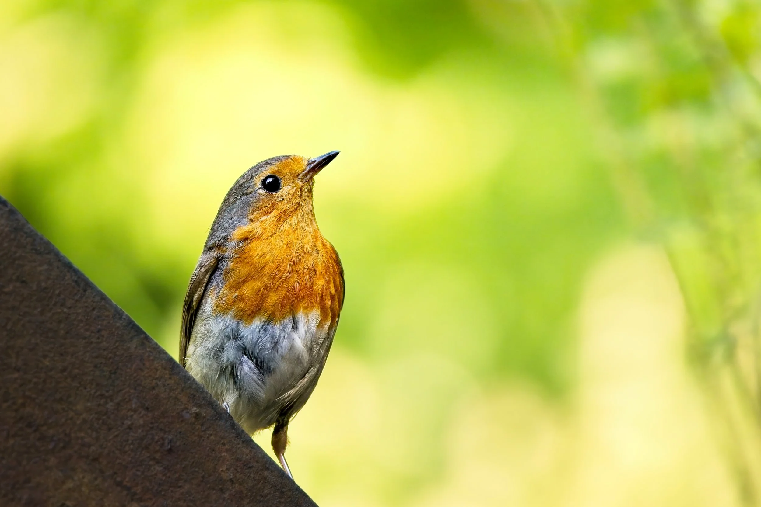 robin on metal gate portrait vibrant germany.jpg