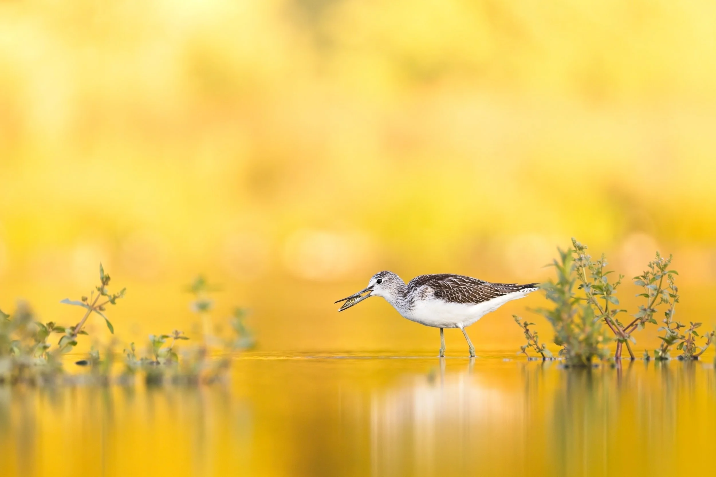 Greenshank caught fish in golden light.jpg