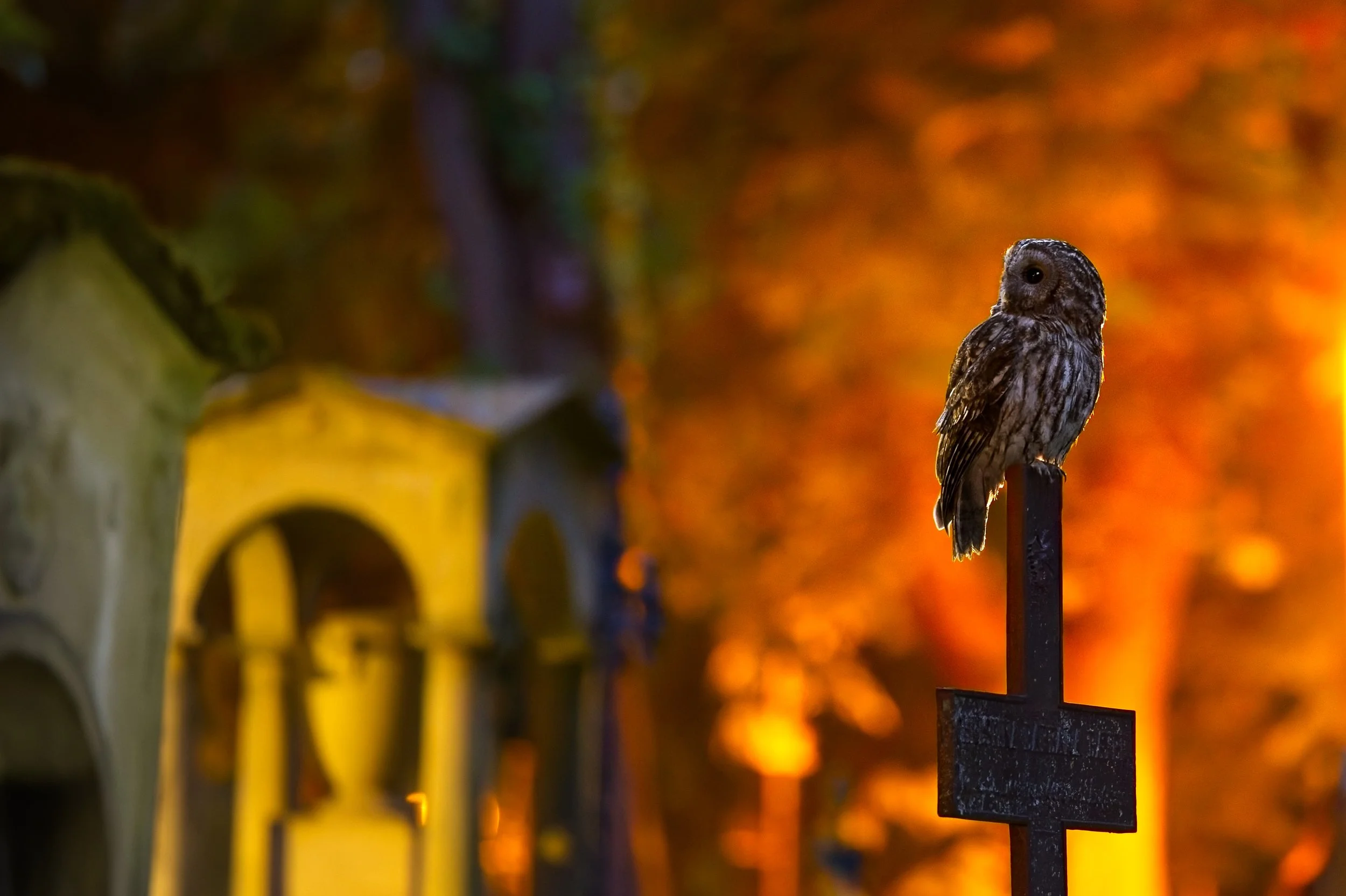 tawny owl at cemetery on cross dramatic lighting germany.jpg