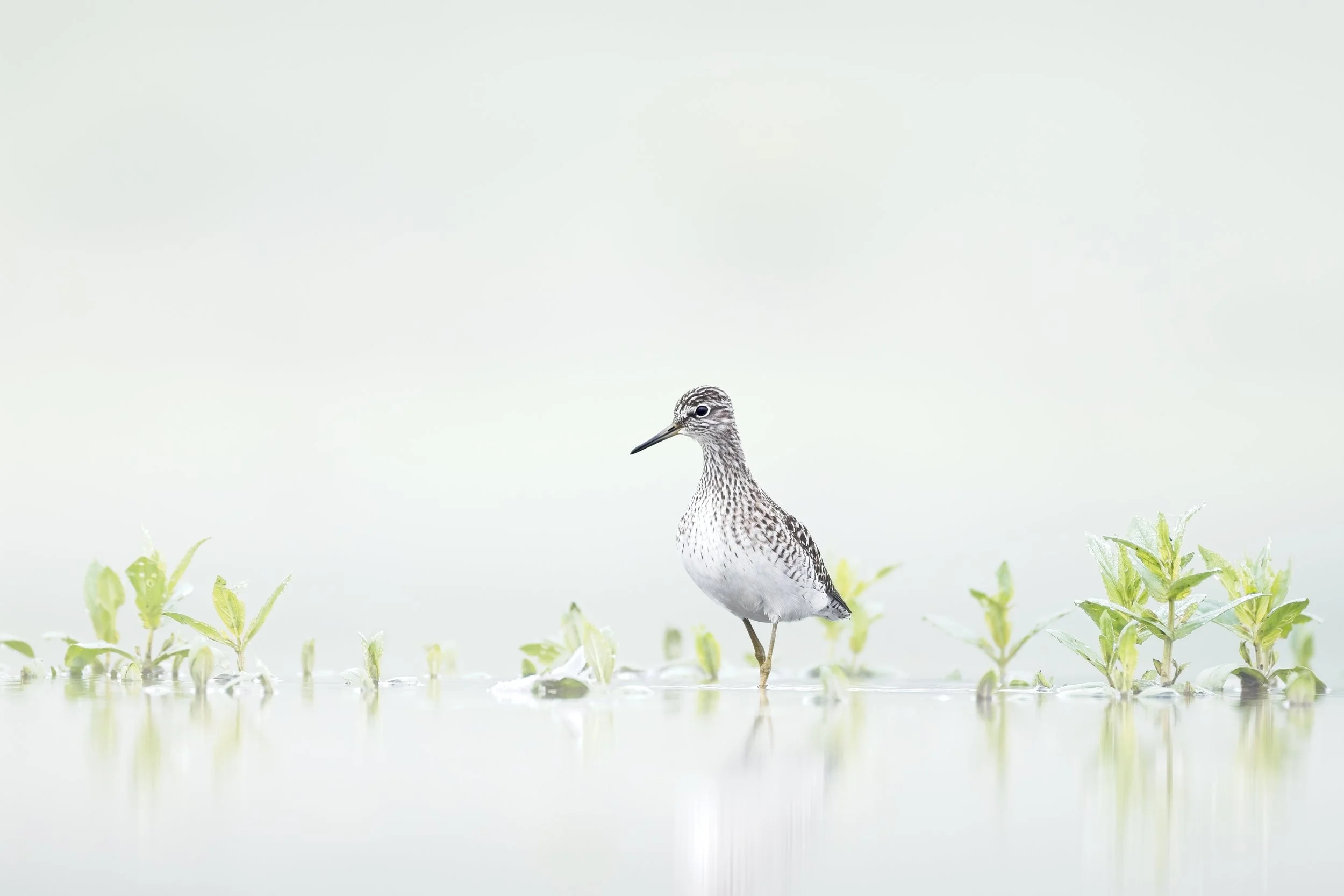 wood sandpiper in fog at lake germany.jpg