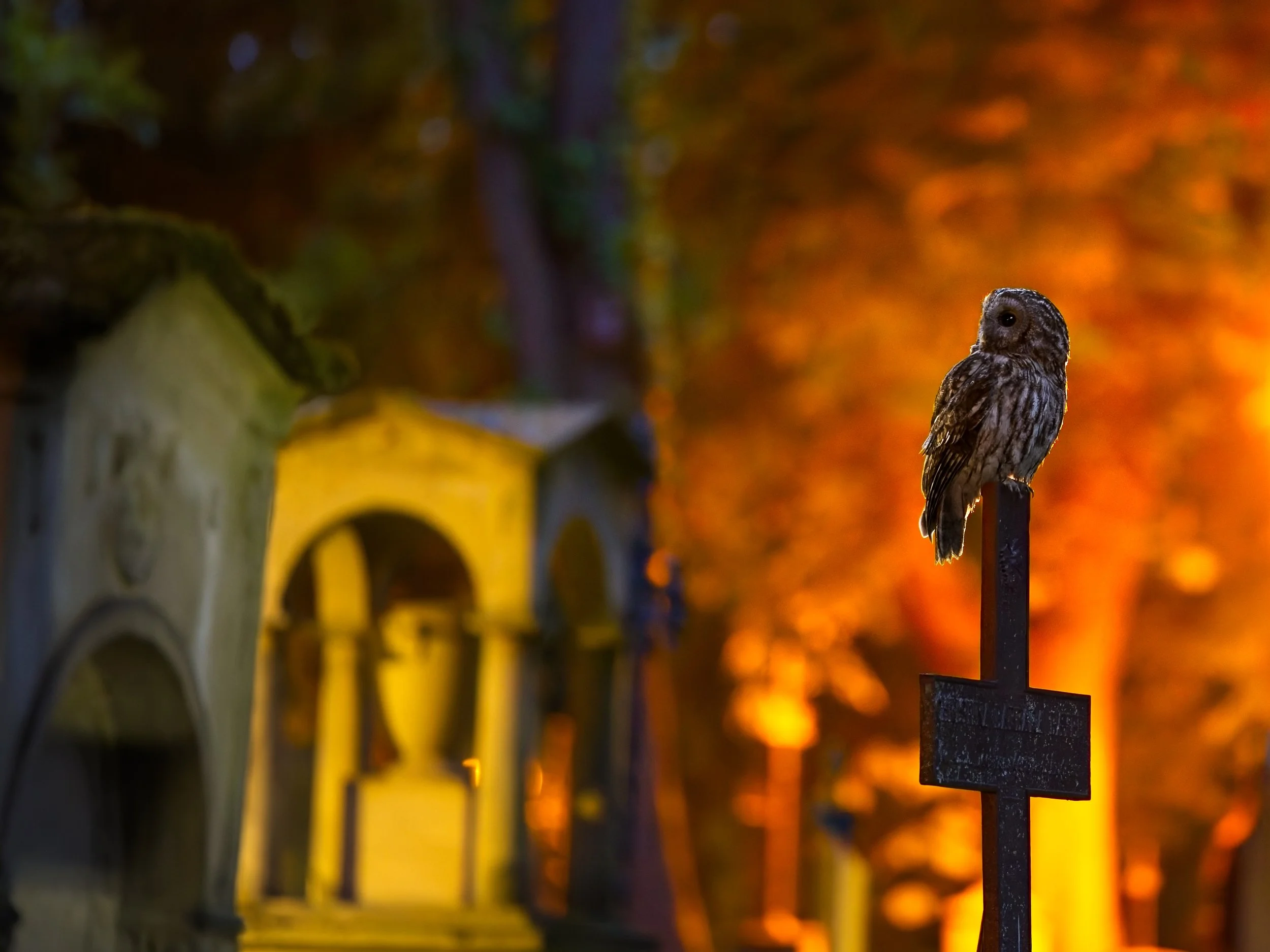 Tawny Owl perched on cross at cemetery at night.jpg