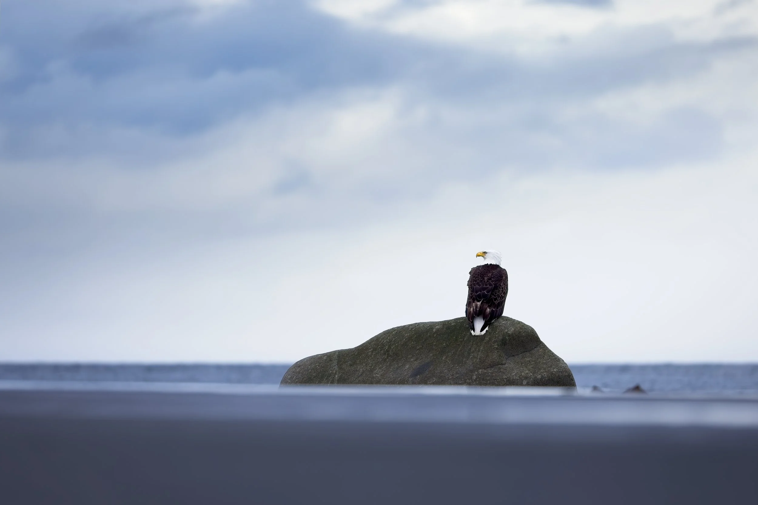 adult Bald Eagle perched at beach in Alaska2.jpg
