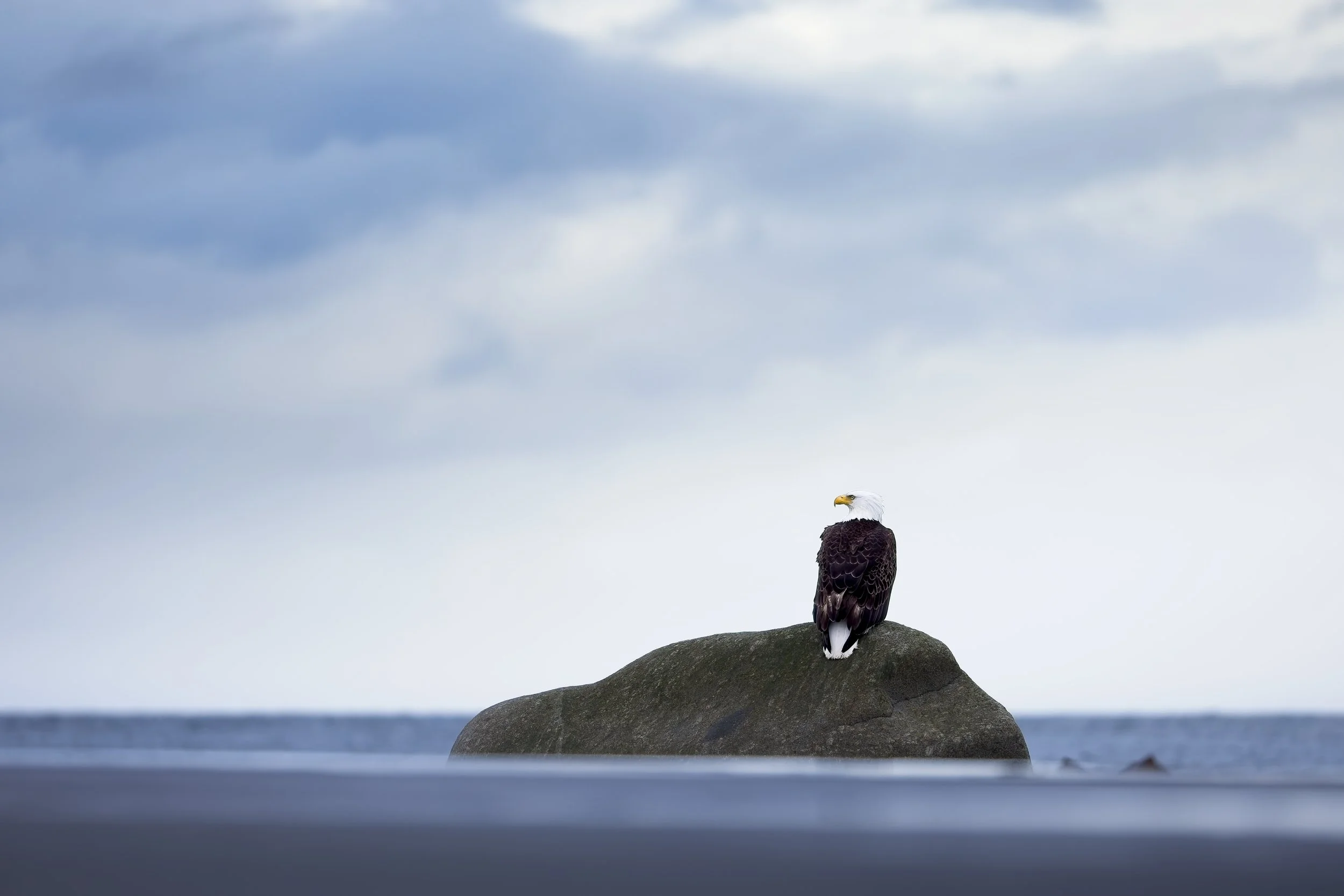 bald eagle perched at beach on rock dramatic alaska.jpg
