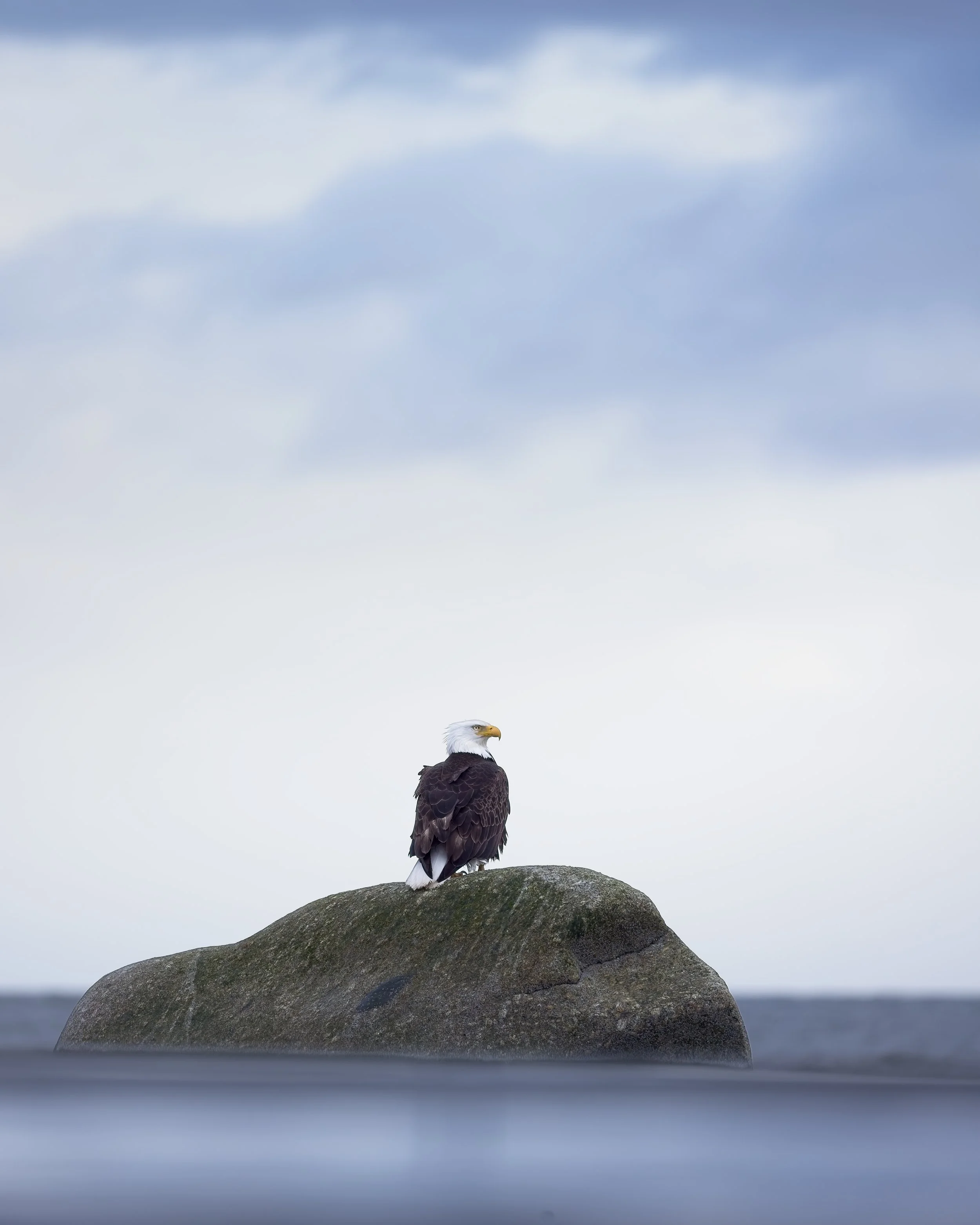 bald eagle perched at beach on rock dramatic alaska 2.jpg