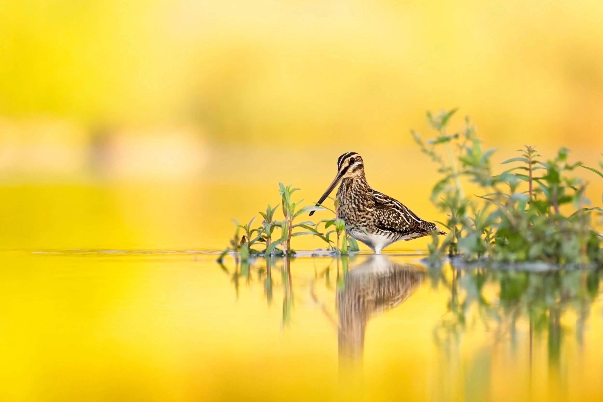 snipe in golden light germany.jpg