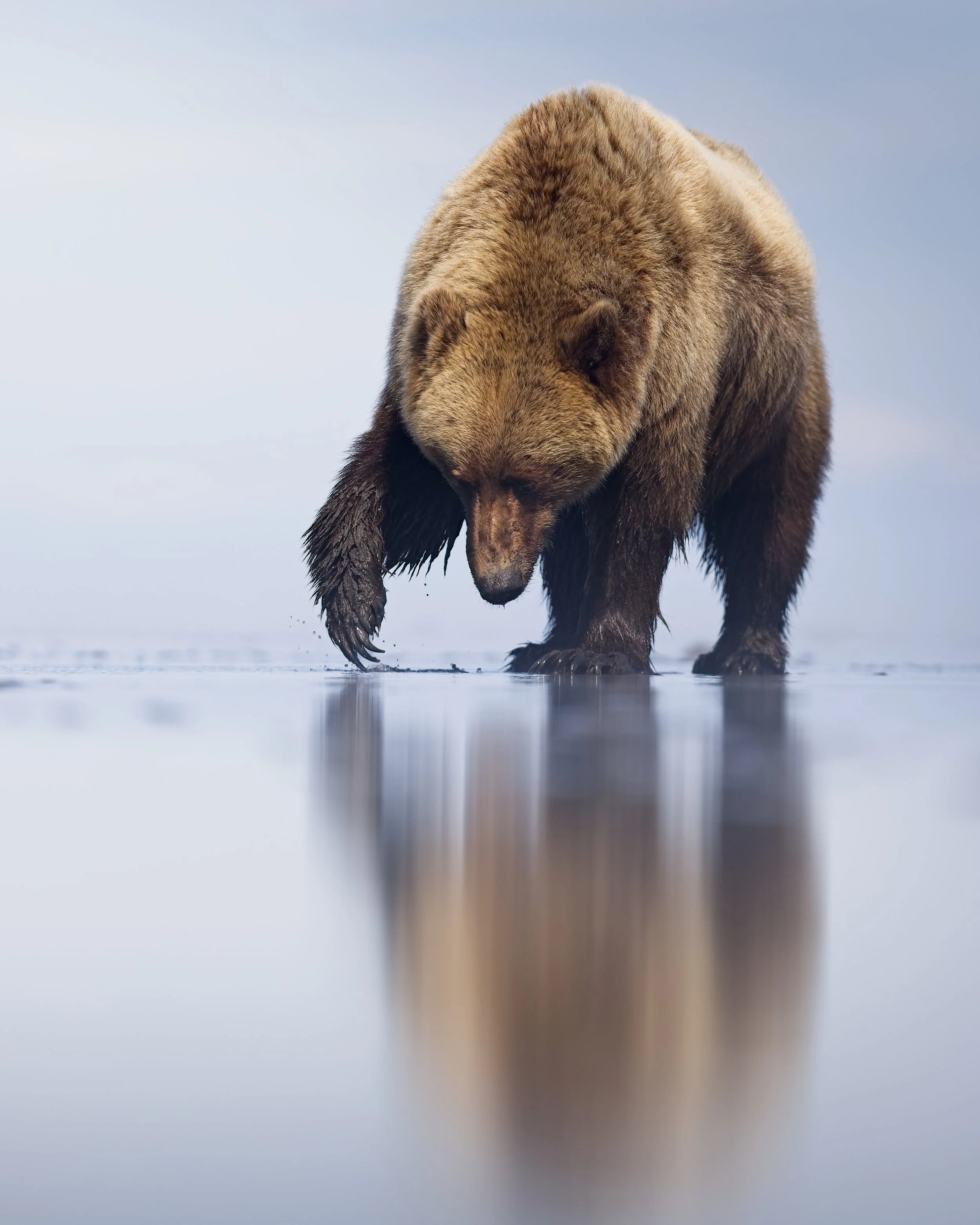 Brown bear clamming at beach alaska.jpg
