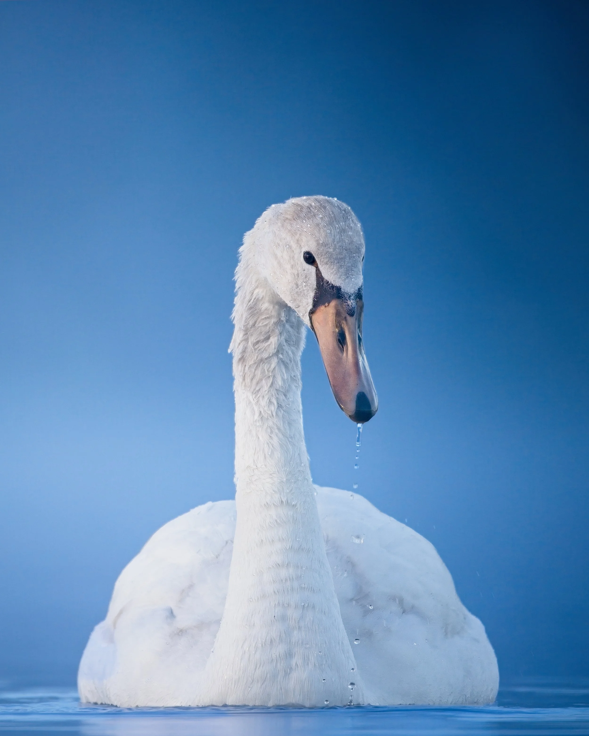 mute swan in fog blue hour portrait germany.jpg