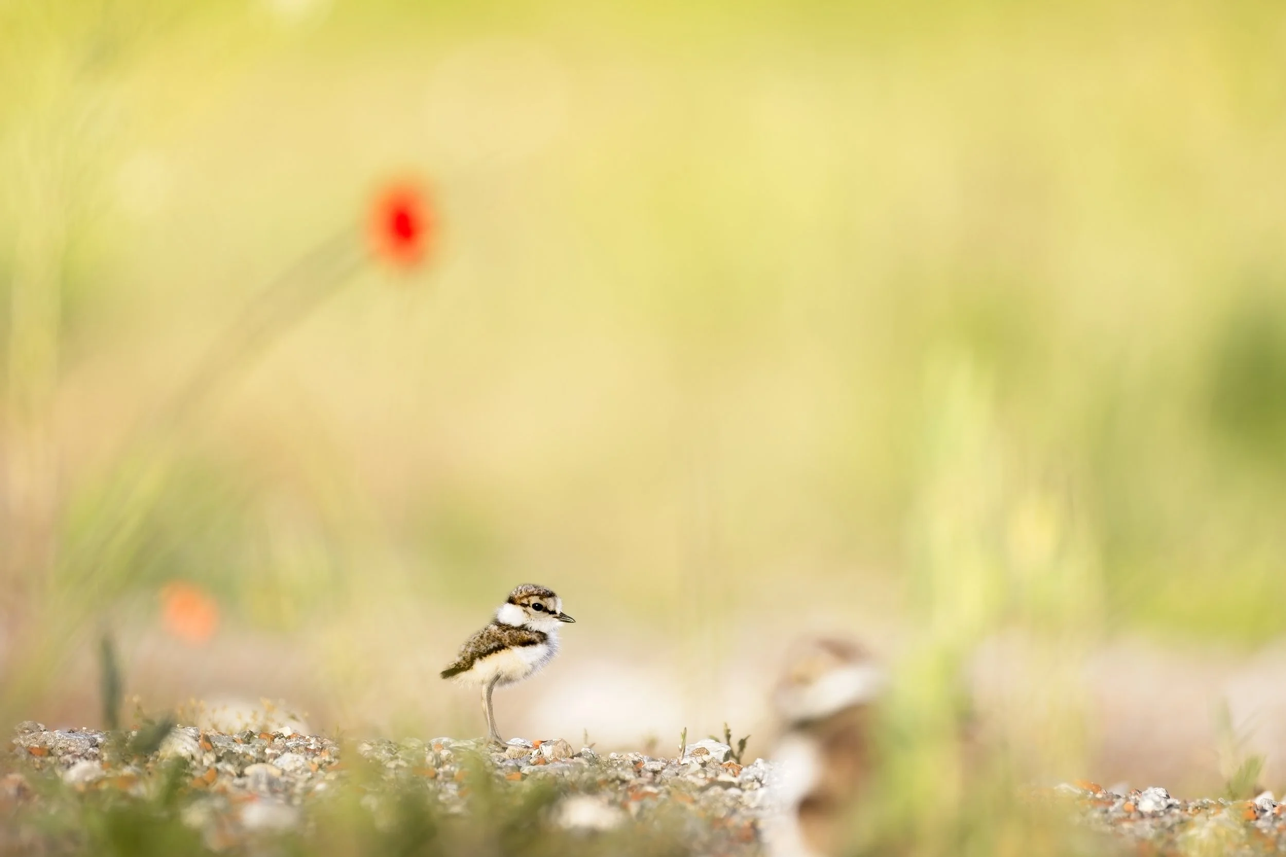 little ringed plover chick in meadow with flowers germany.jpg